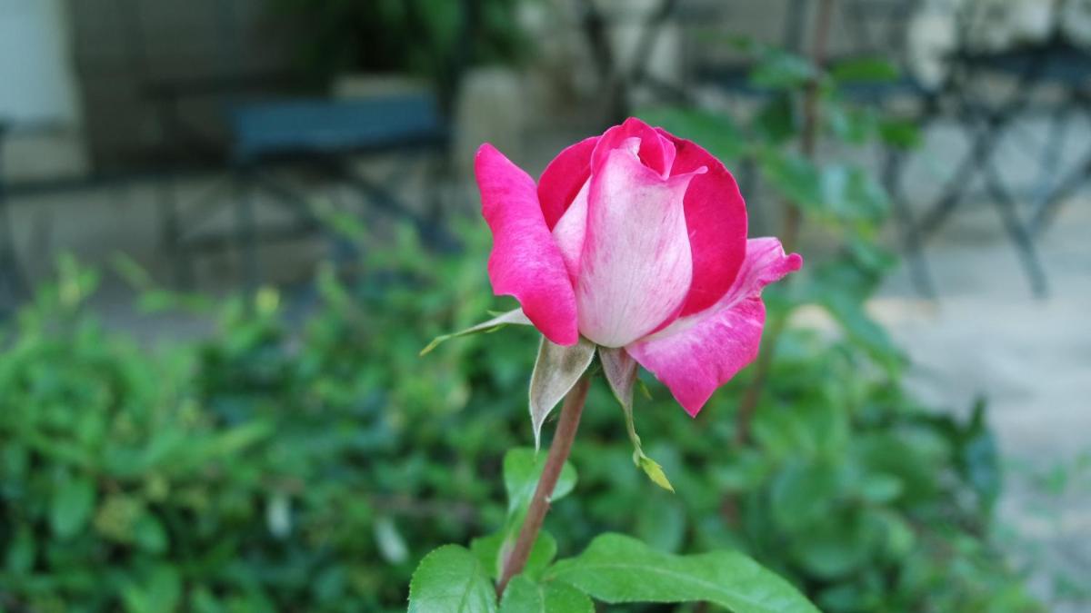 Photo 72