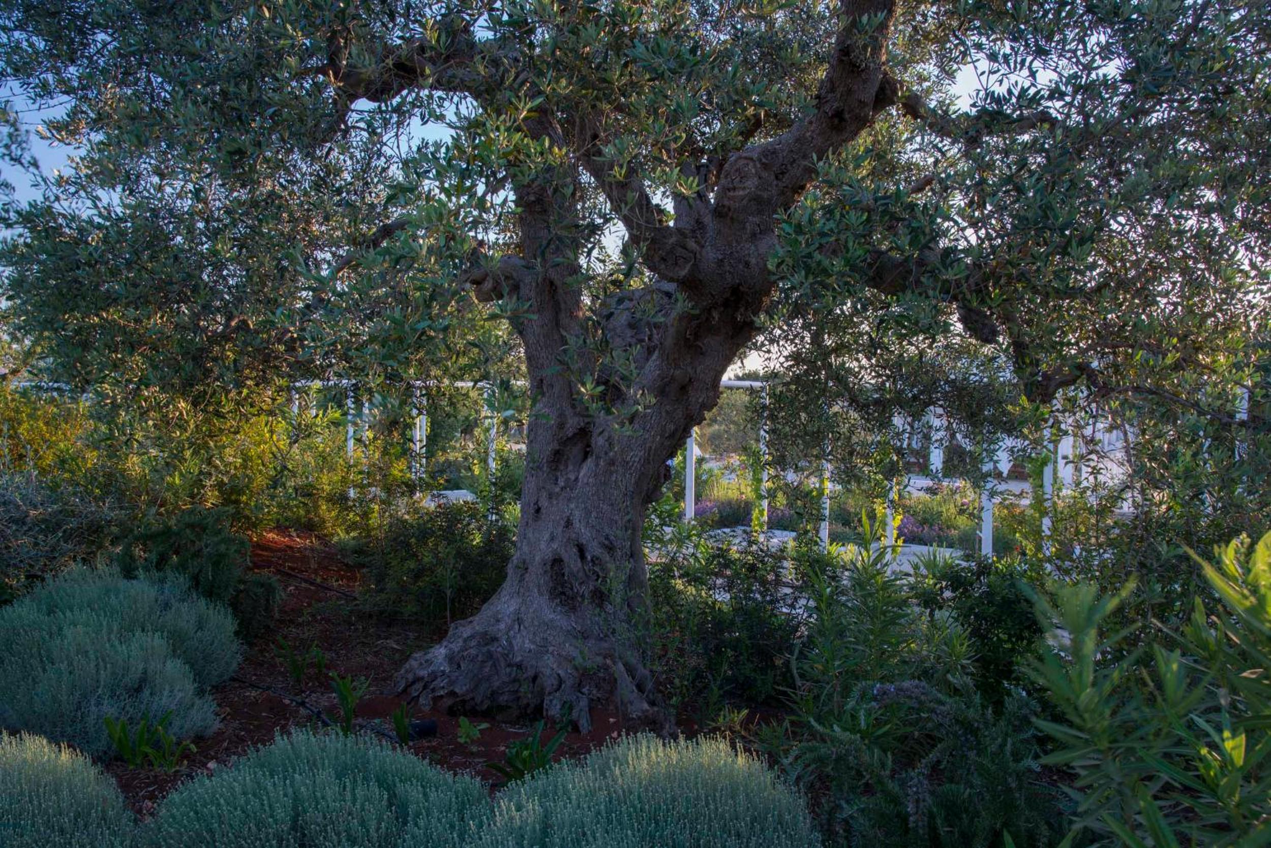 Tenuta del Lauro