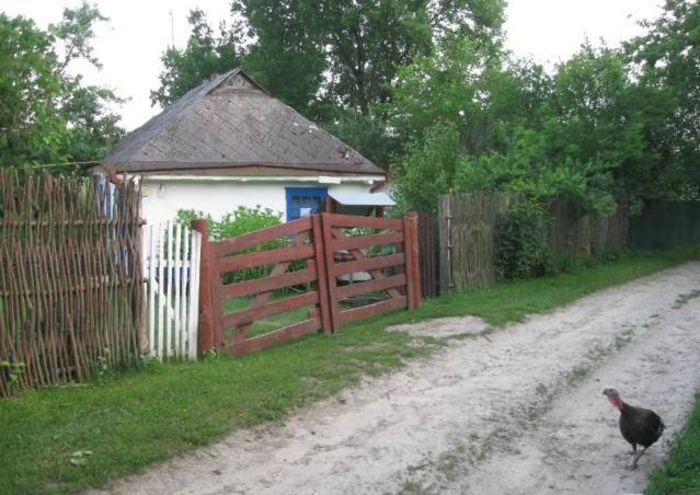 Kалиновий Kущ view 2