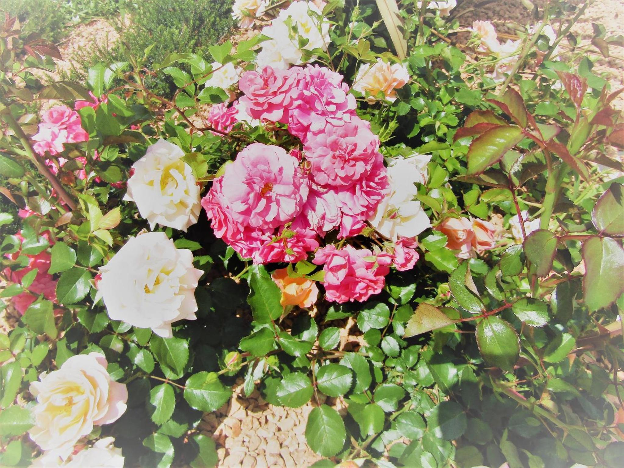 Photo 27