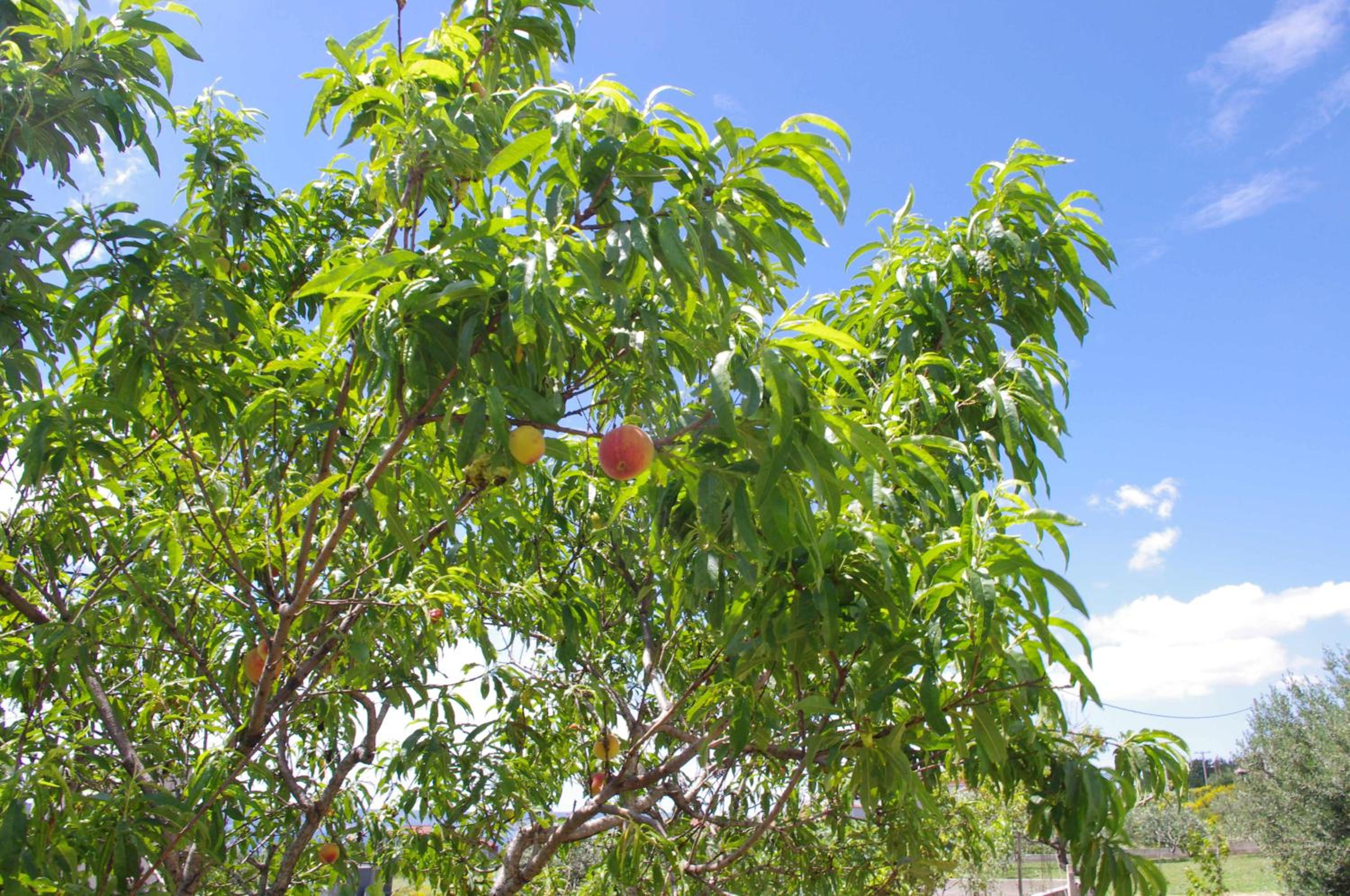 Photo 45