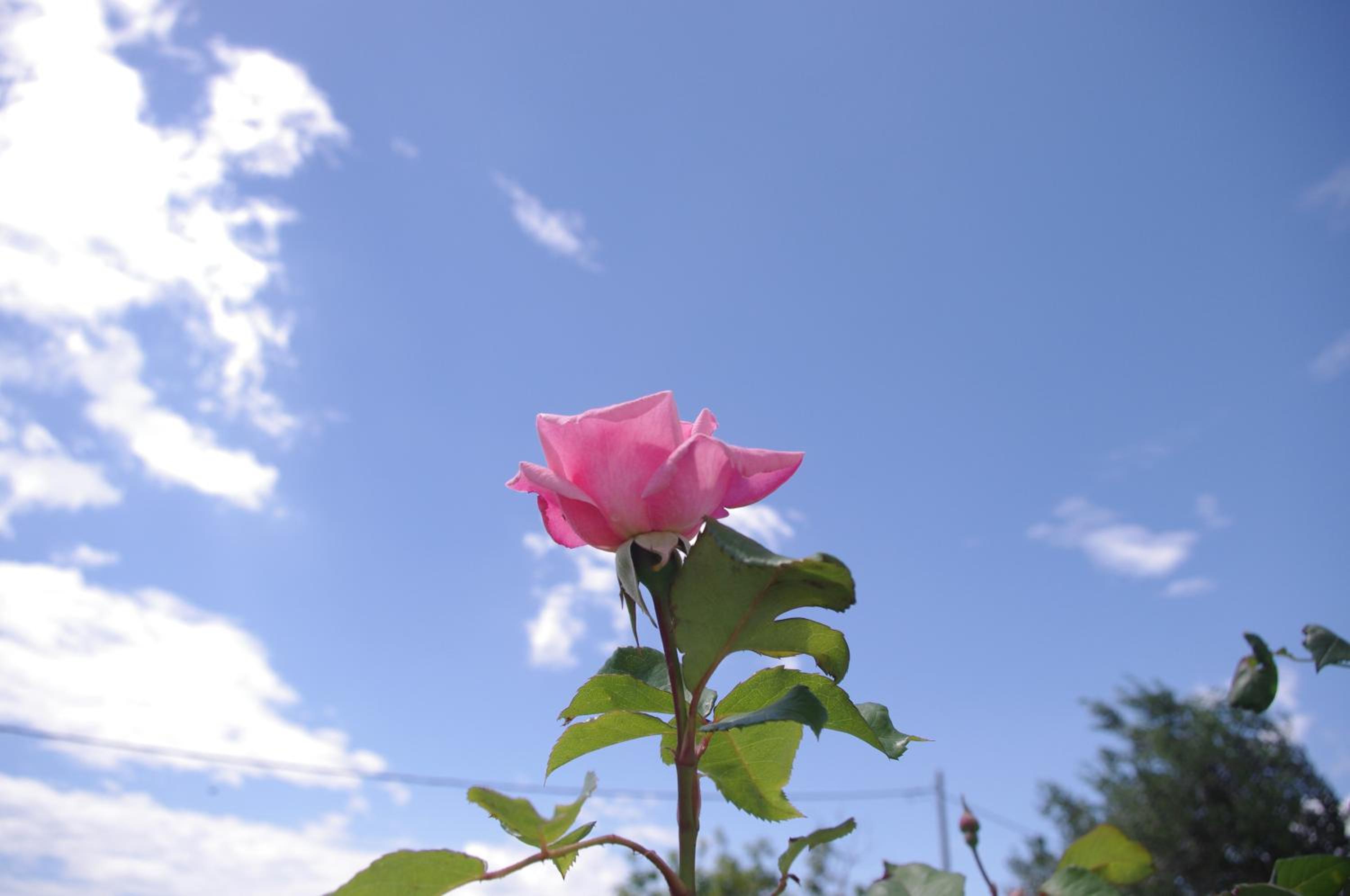 Photo 46