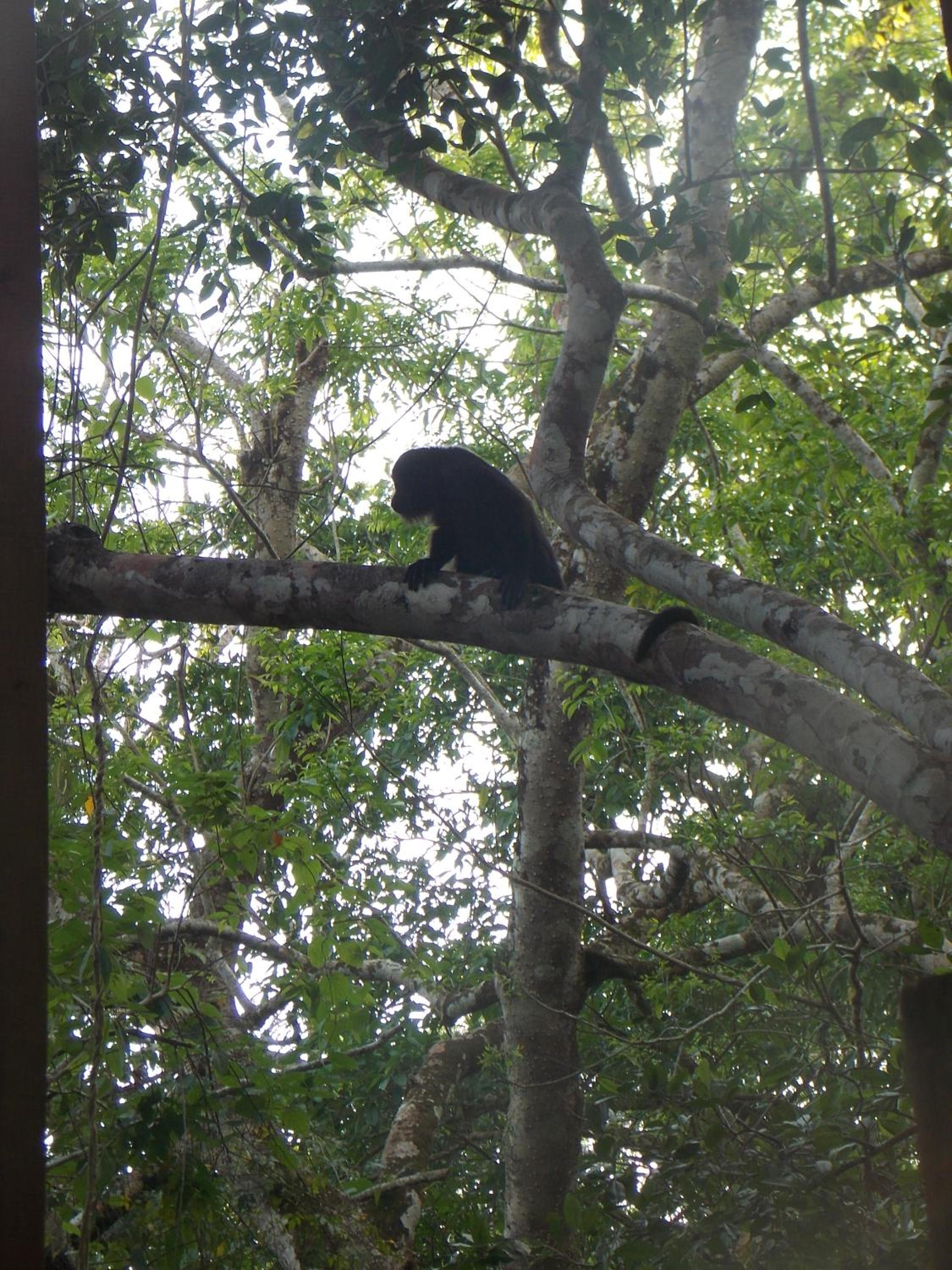 Banana Bank Lodge & Jungle Horseback Adventures