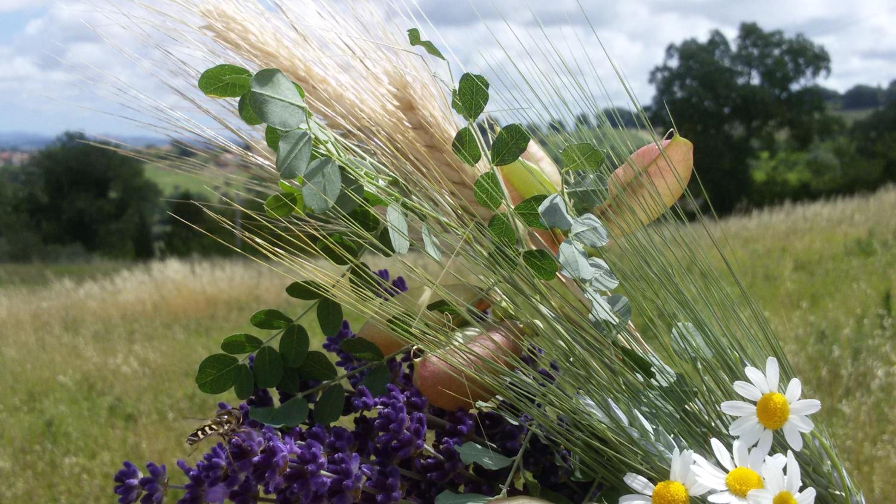 Amor di Lavanda