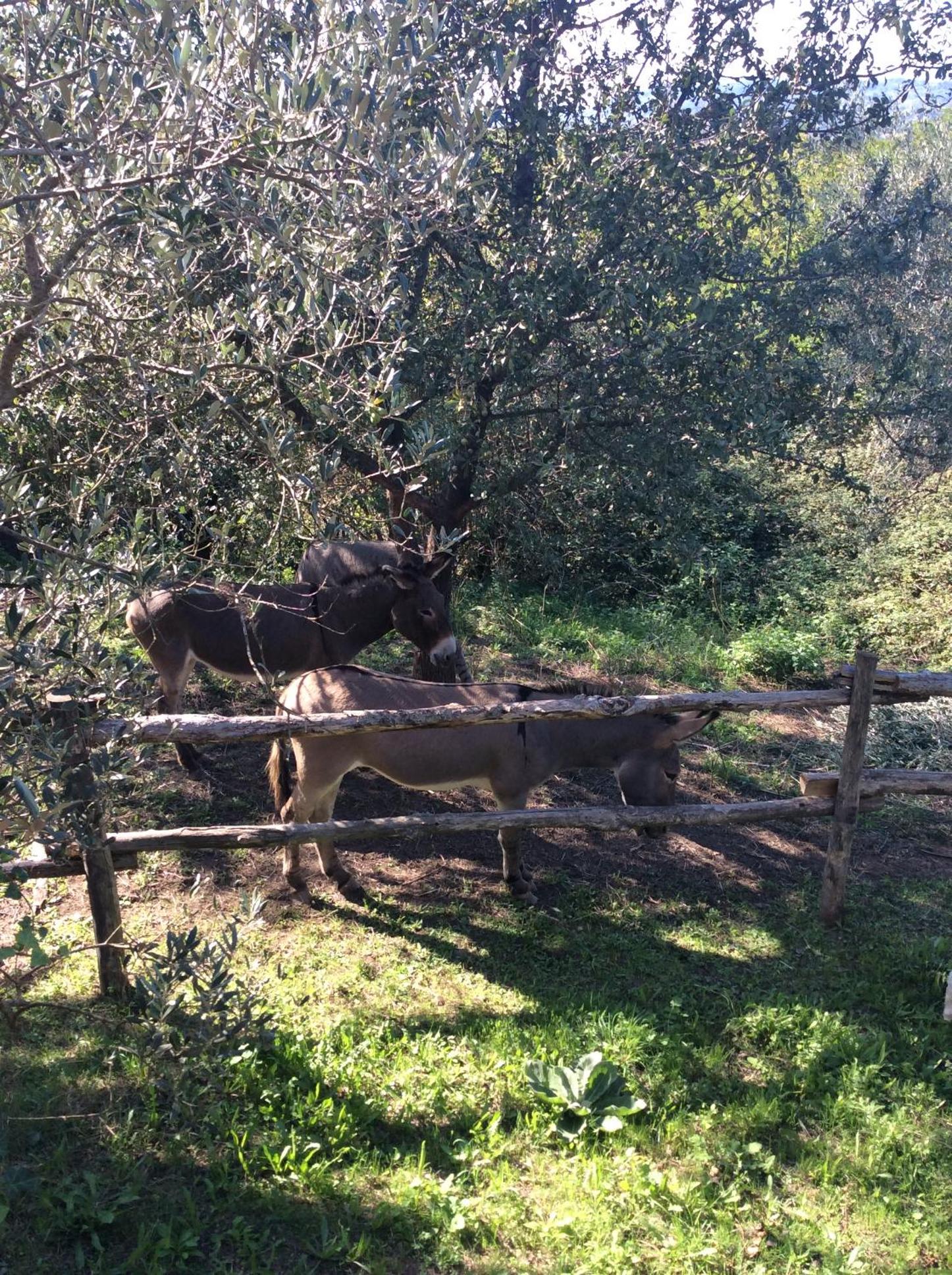 Tenuta Merlano