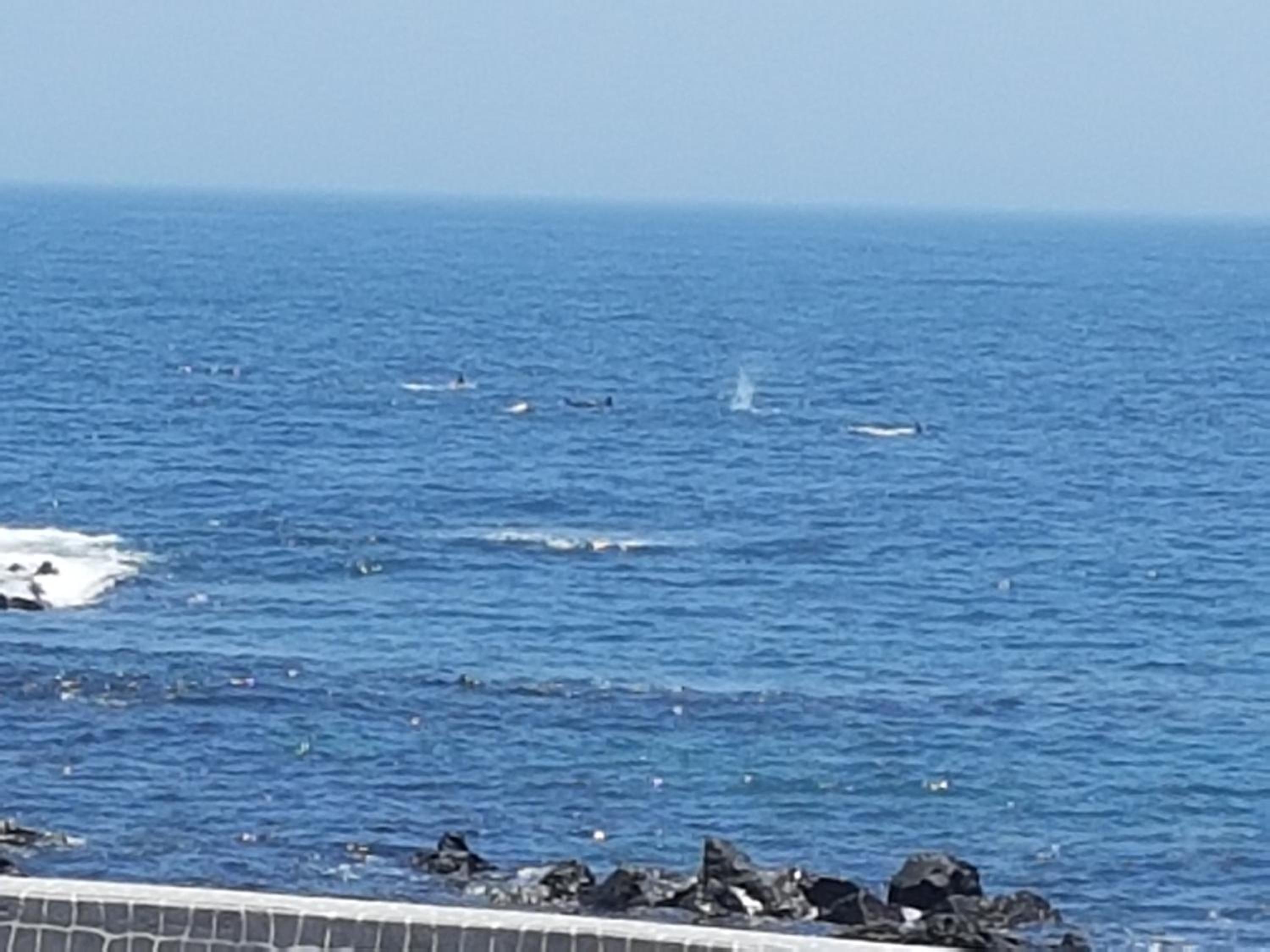 JEJU Amoje