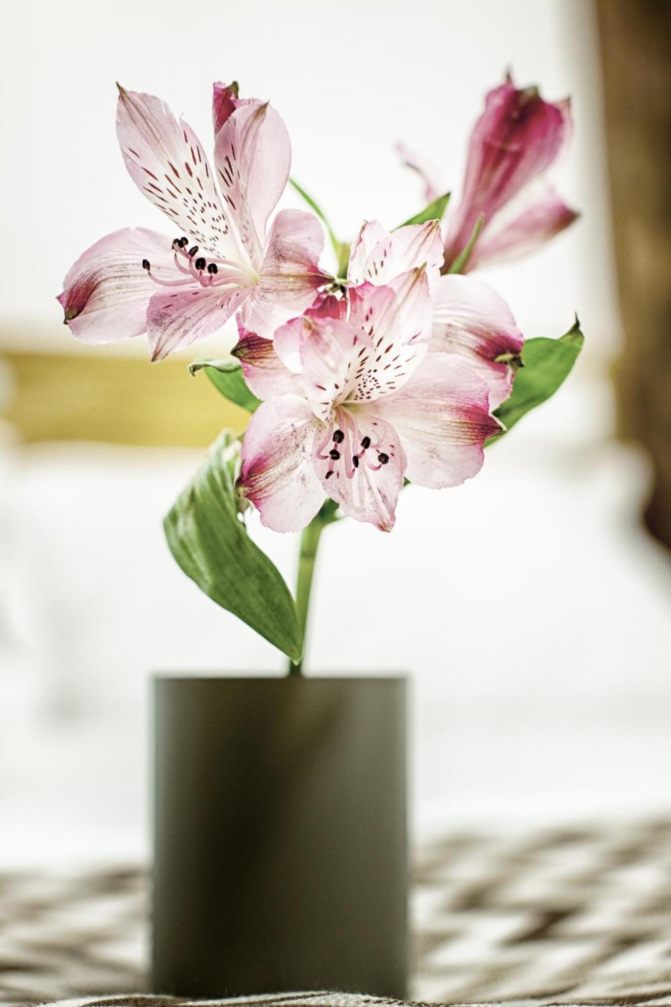 Jardines Boutique - Image 5