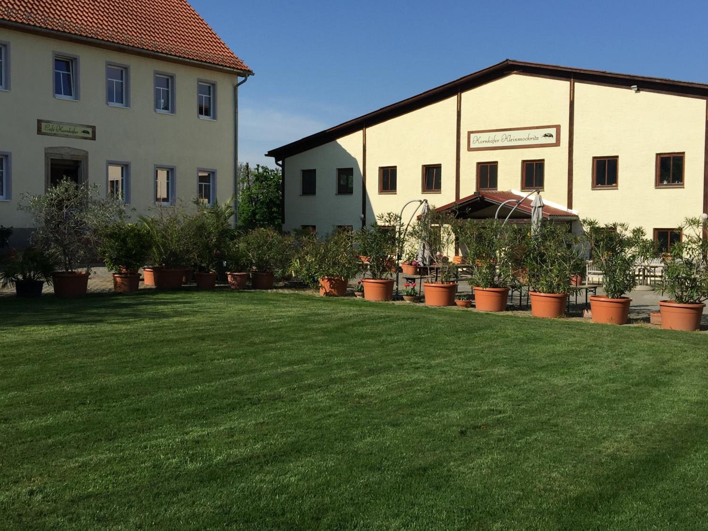 Kornkäfer Kleinmockritz