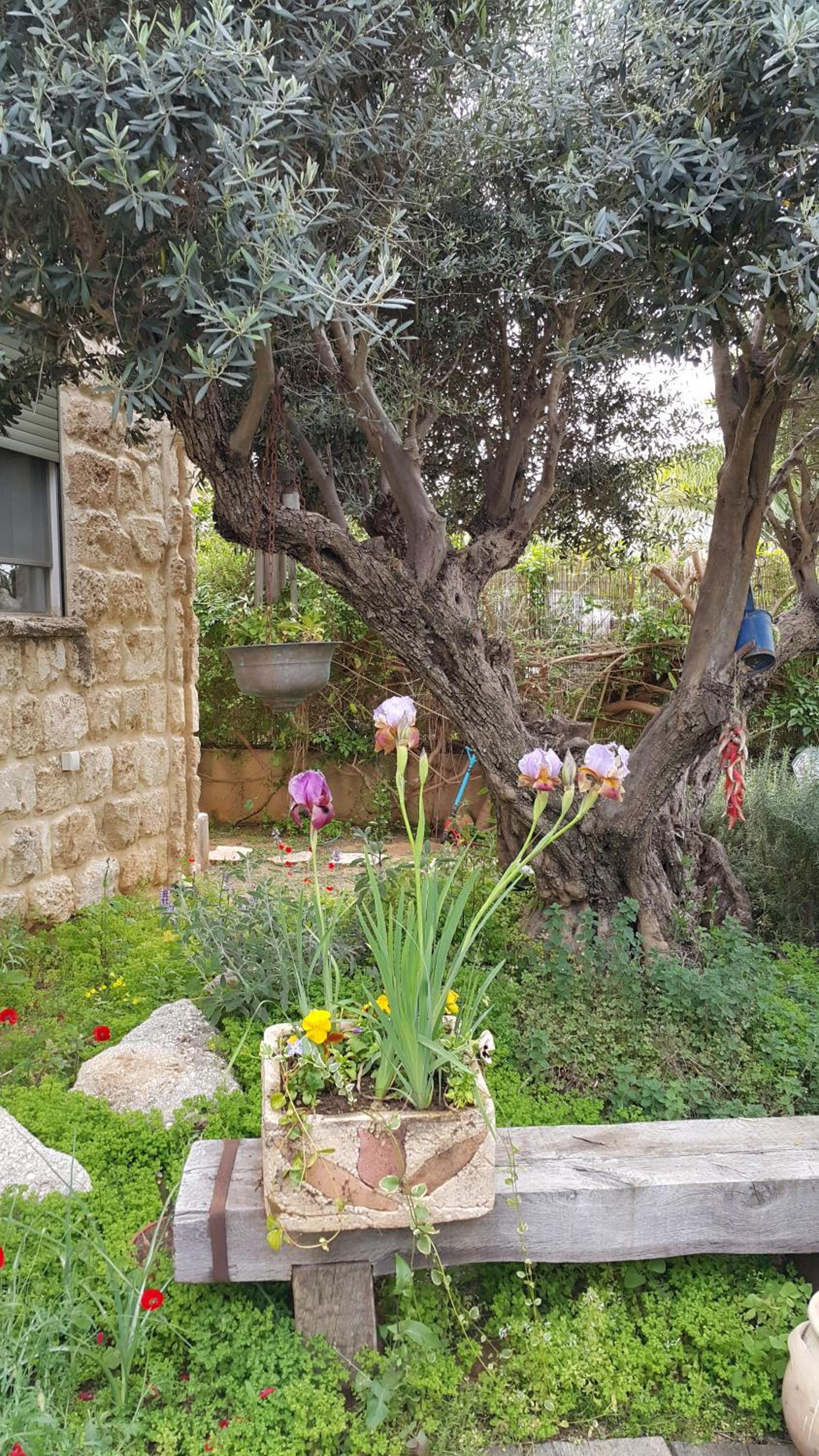 The House of Taly & Erez view 2