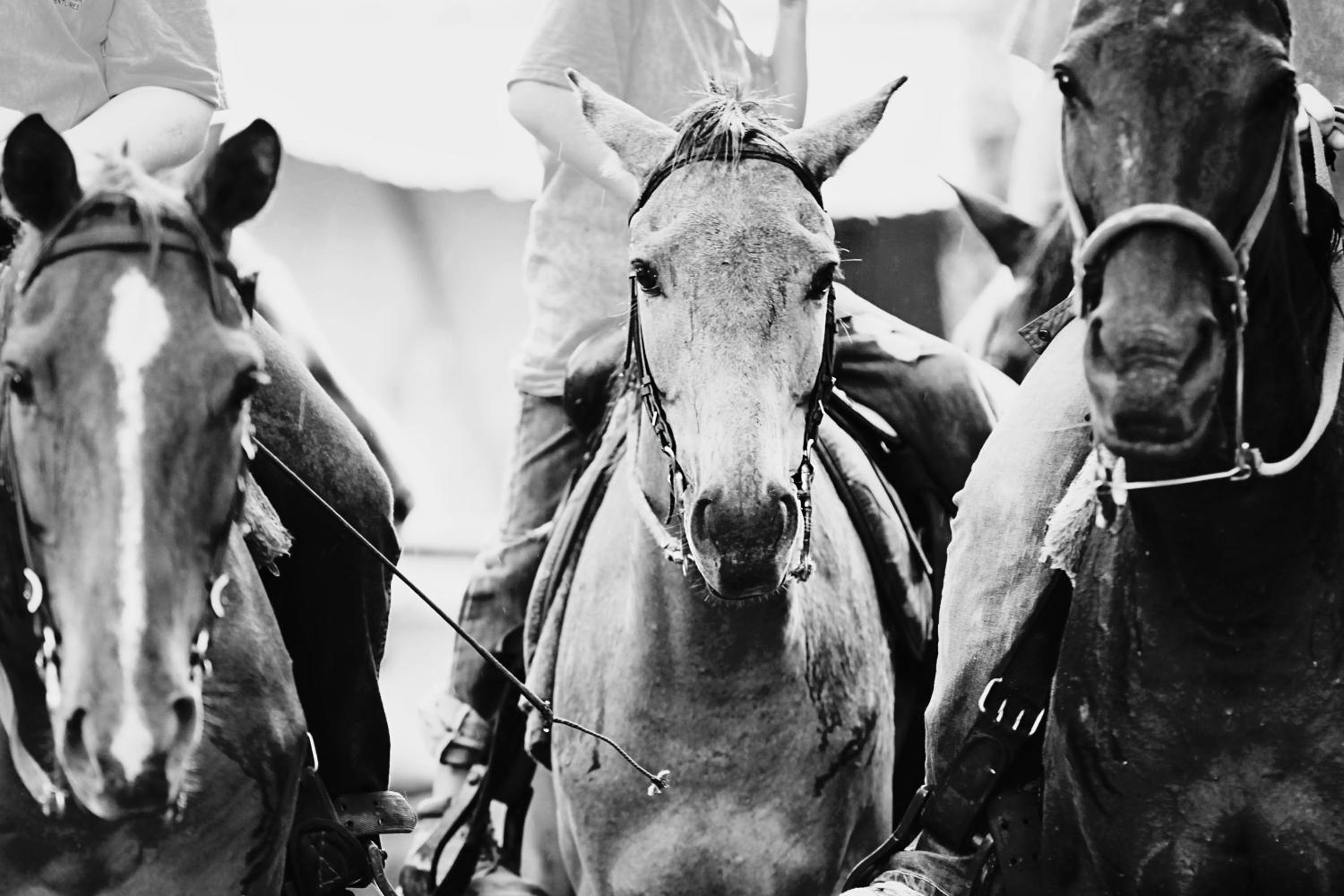Banana Bank Lodge & Jungle Horseback Adventures