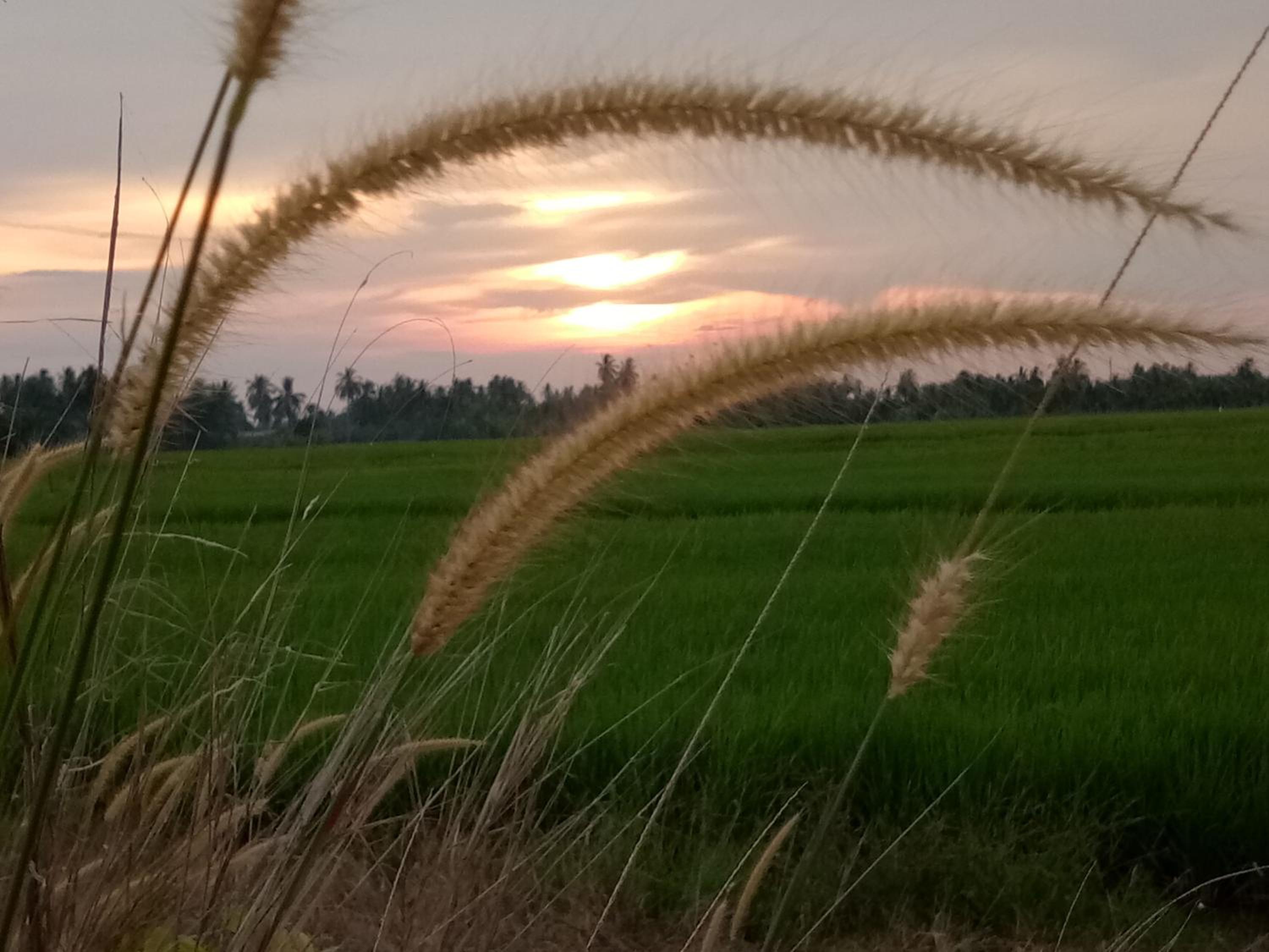Kurau Inn Boutique Farmstay