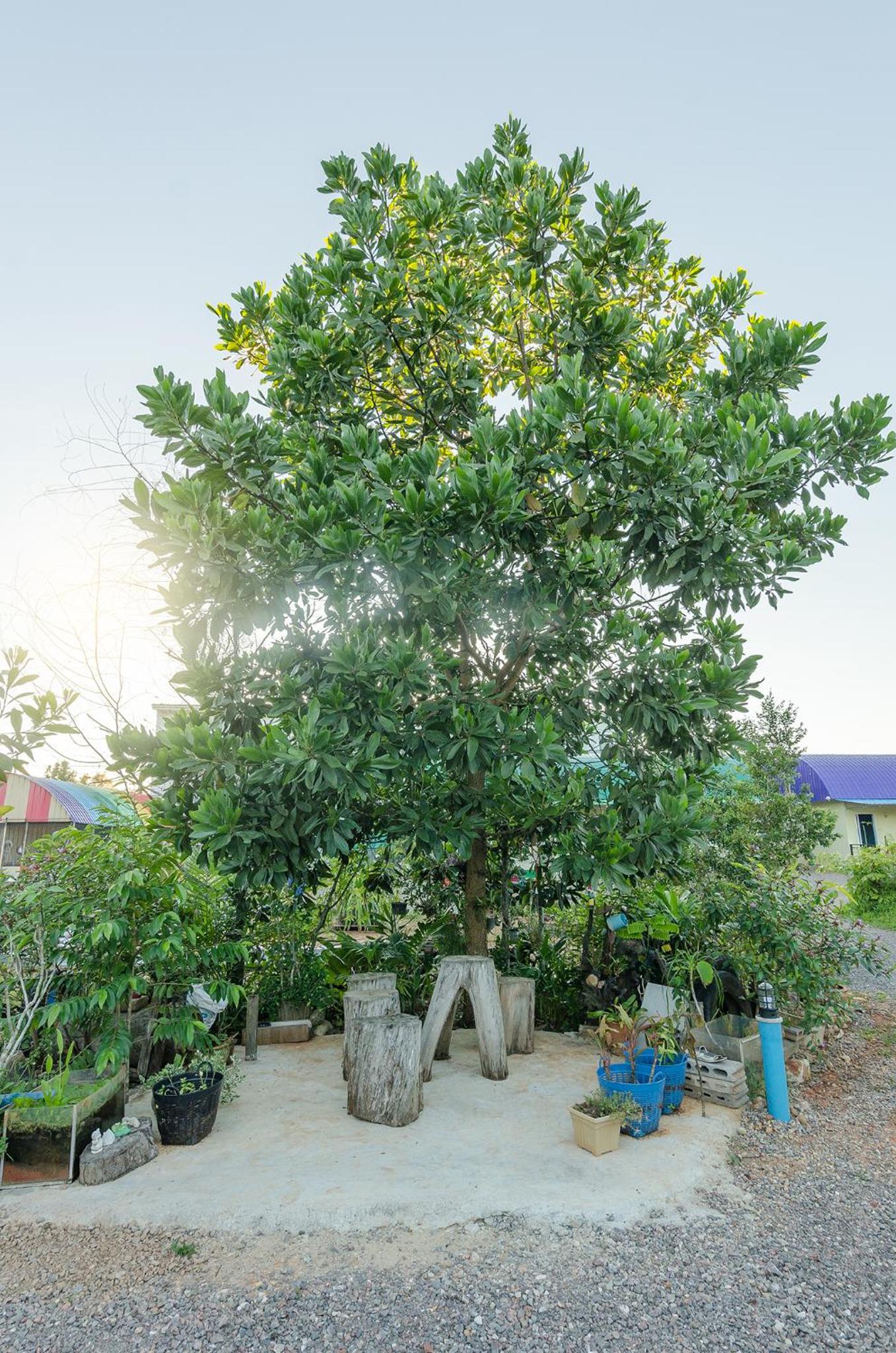 Ariya Garden Home