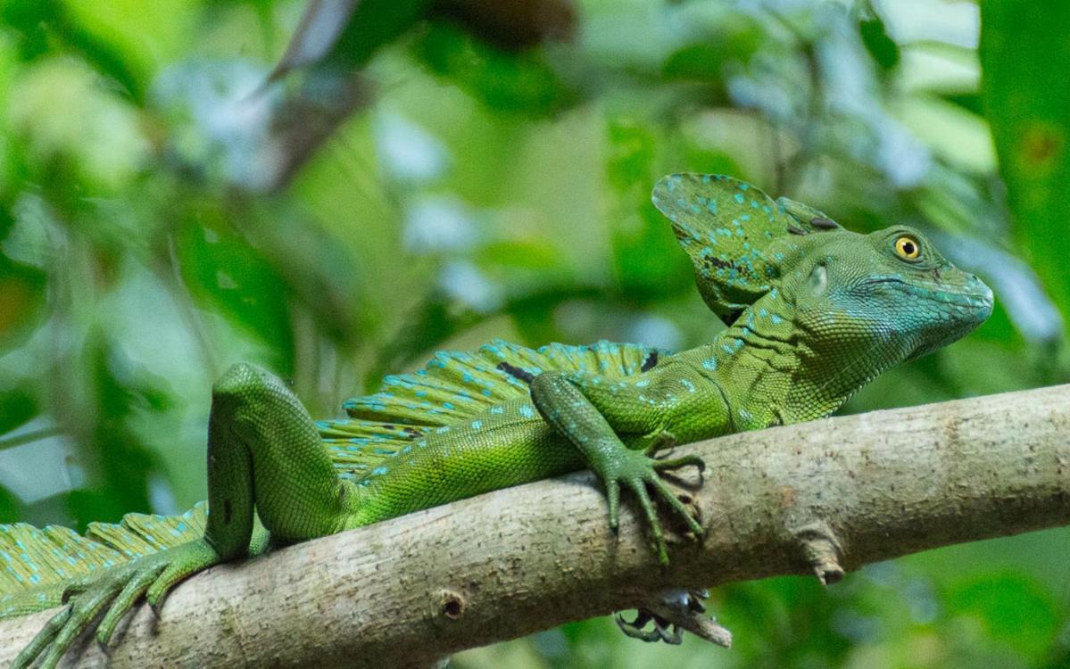 Gecko de Tortuguero