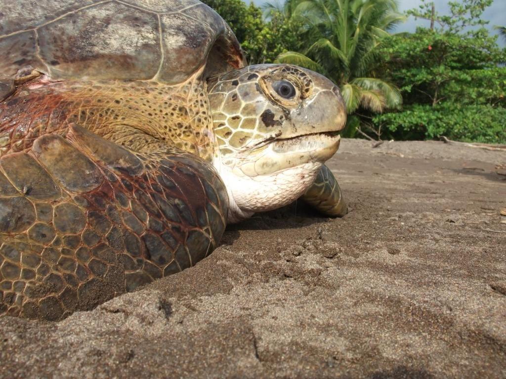 Gecko de Tortuguero