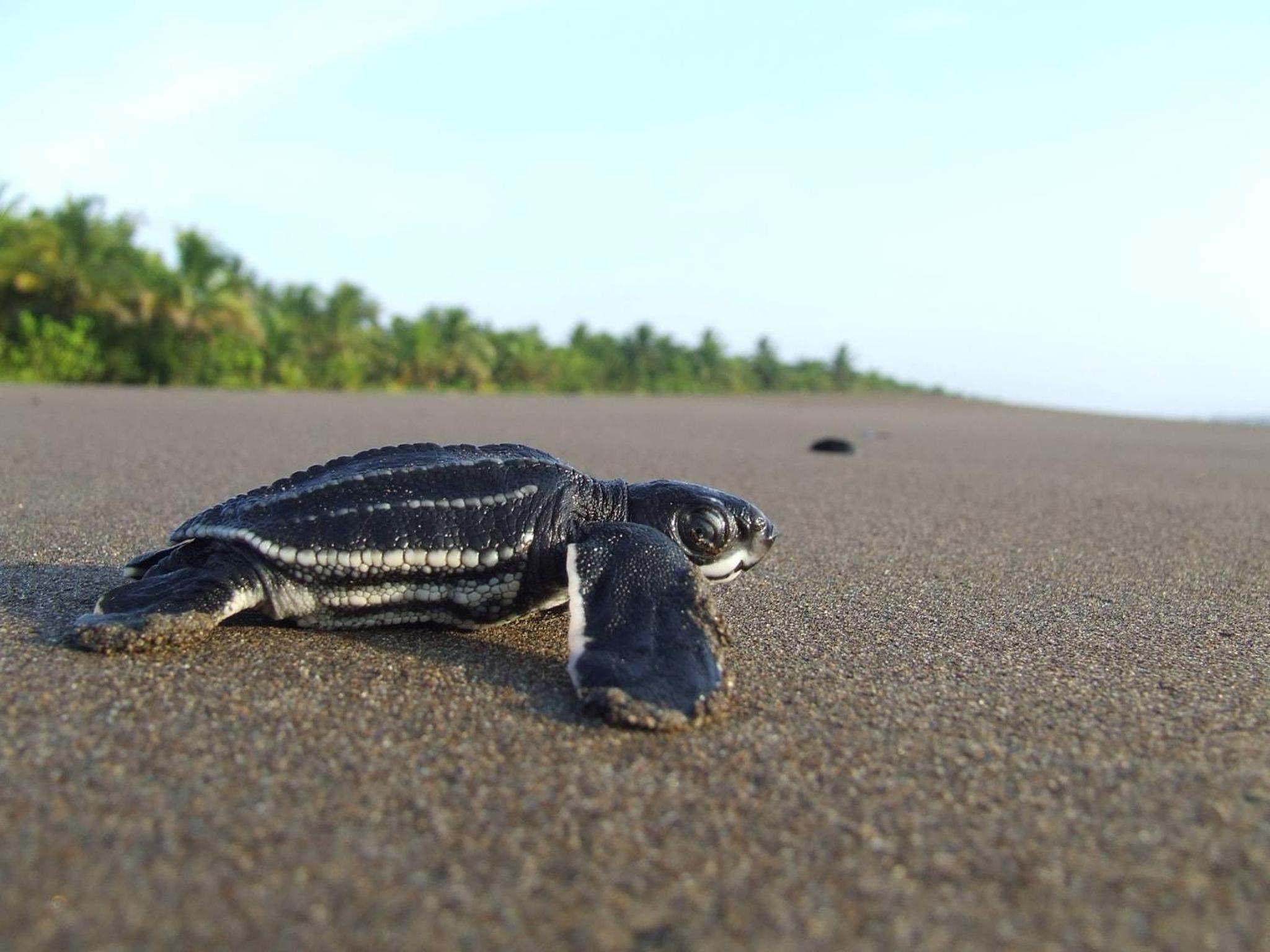Gecko de Tortuguero