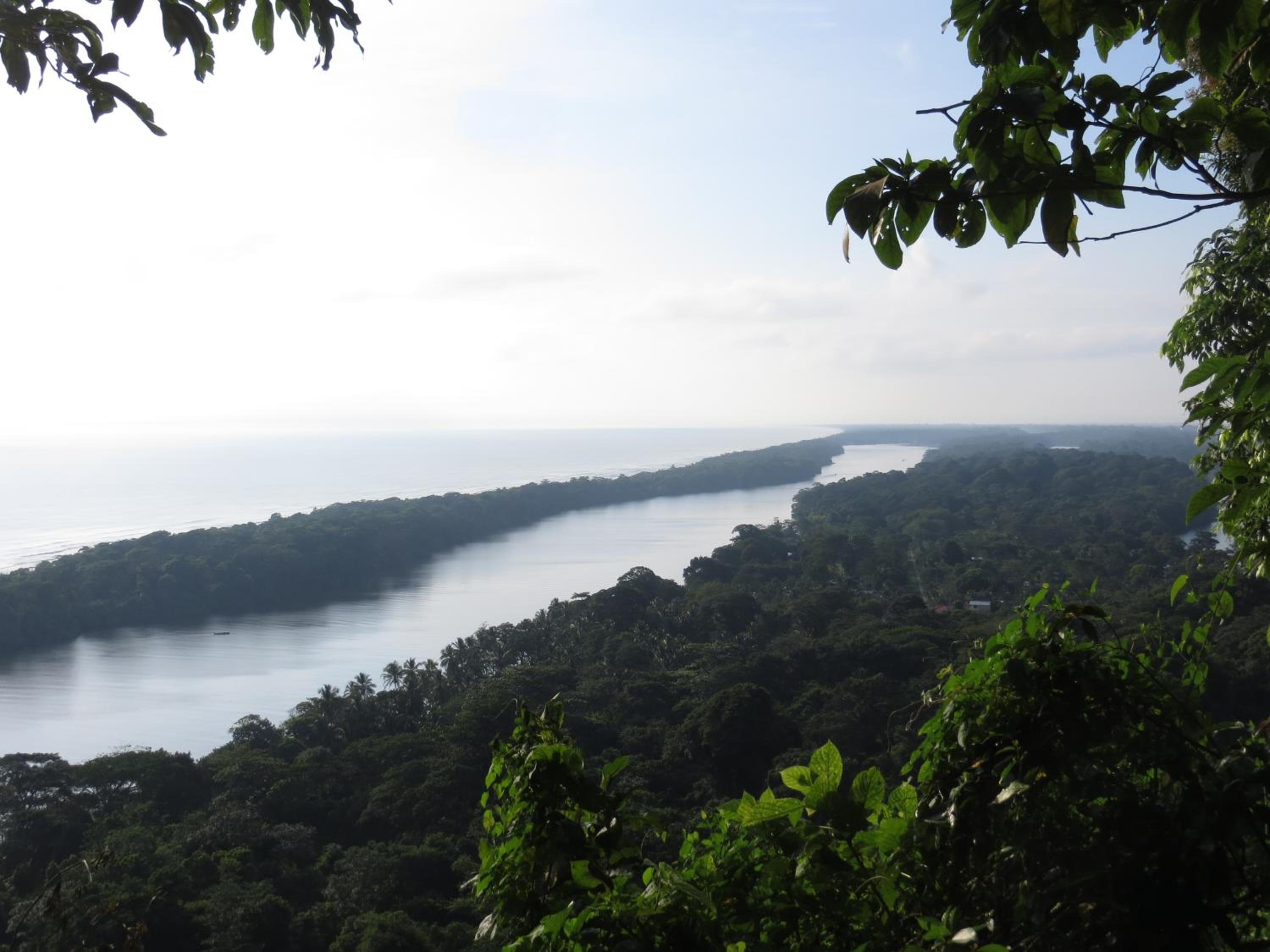 Gecko de Tortuguero