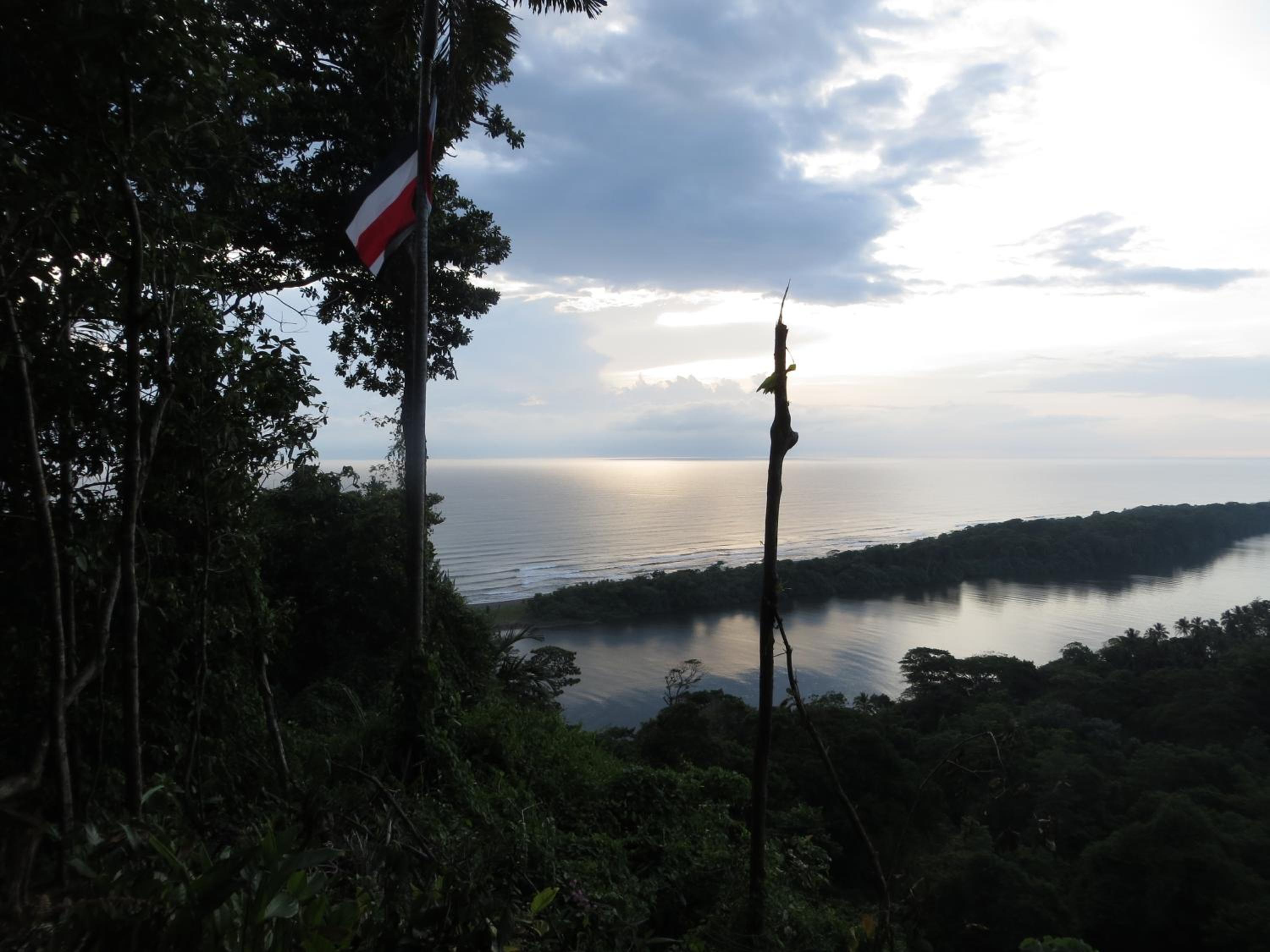 Gecko de Tortuguero
