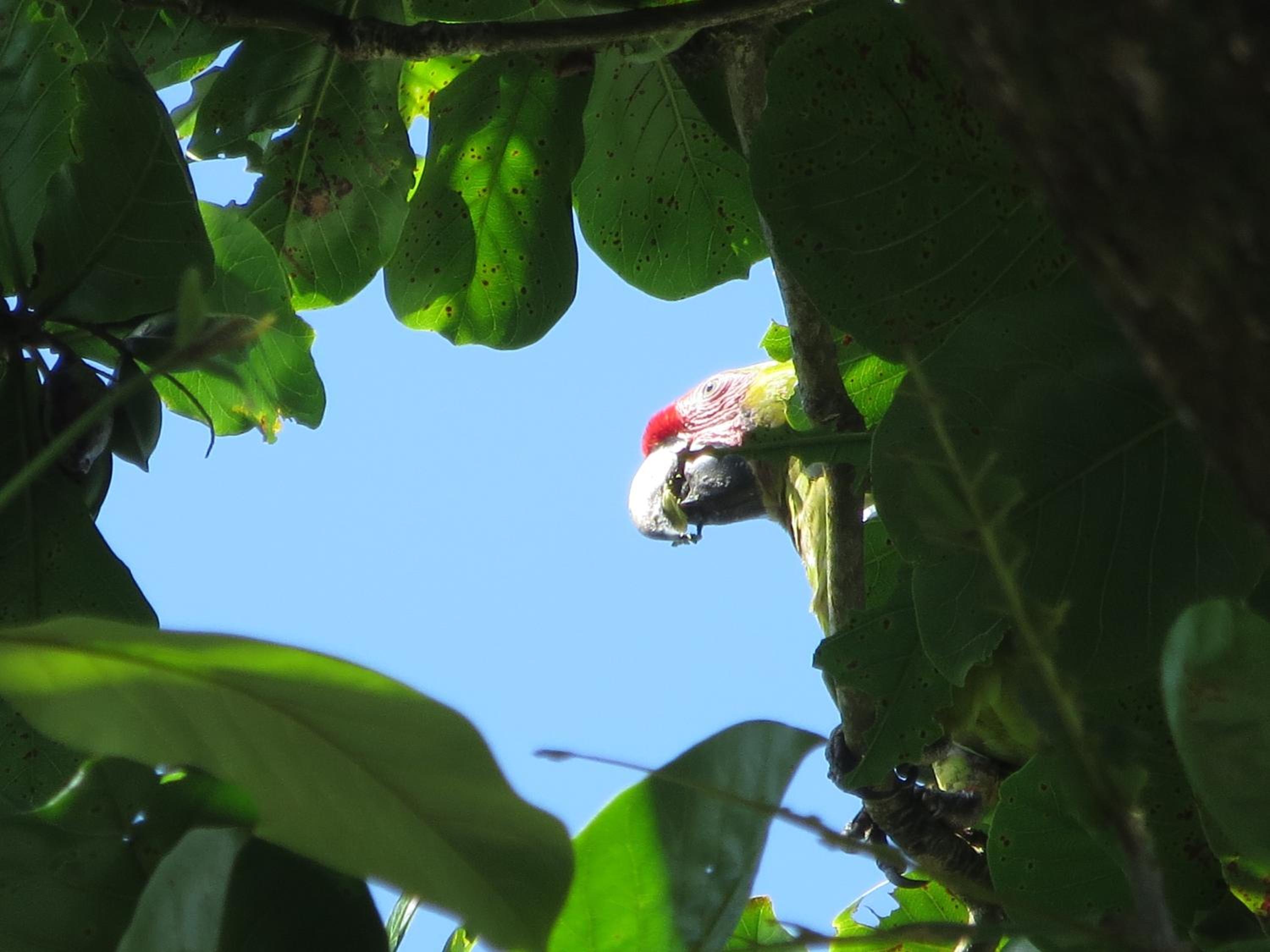 Gecko de Tortuguero