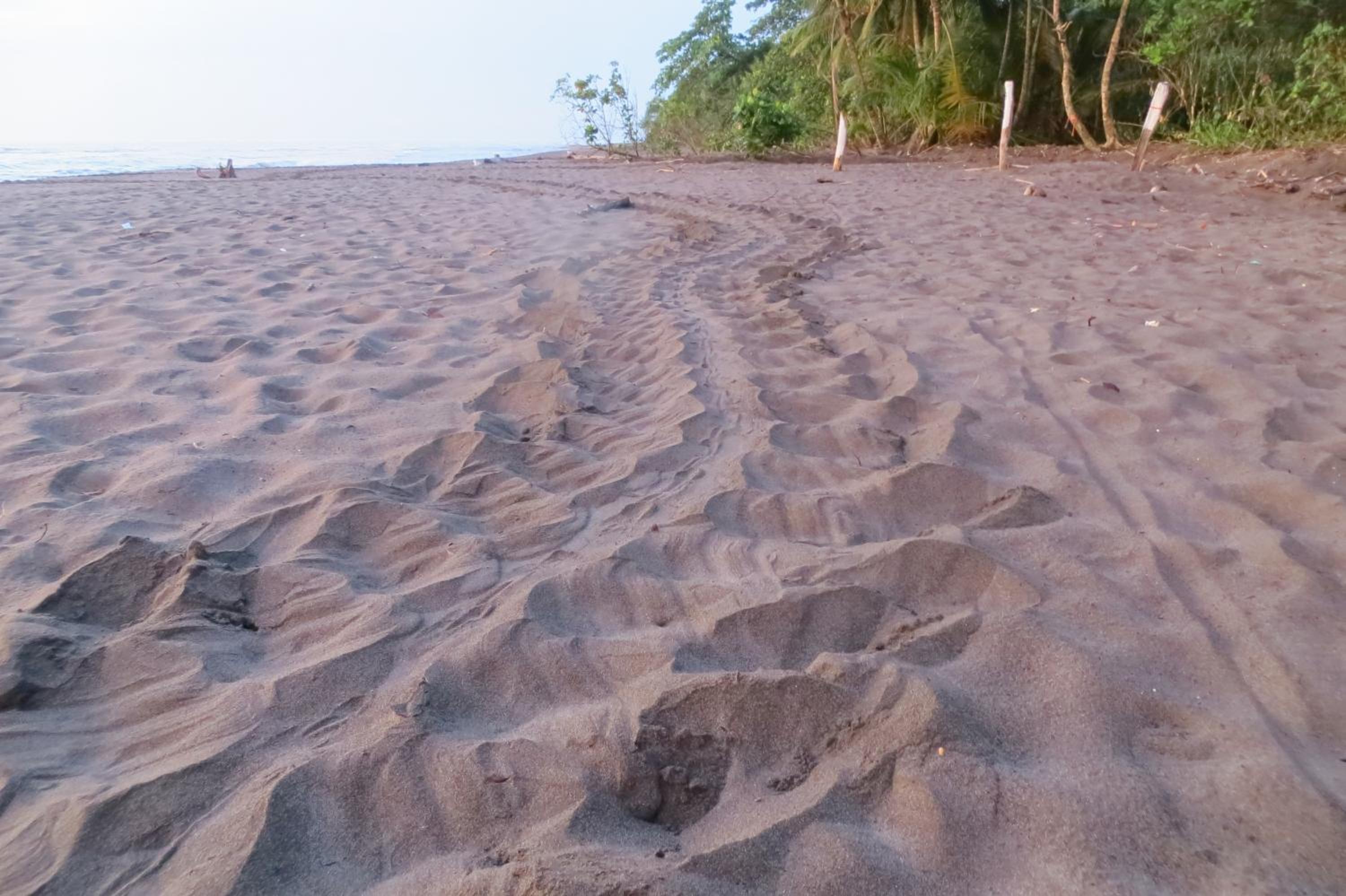 Gecko de Tortuguero