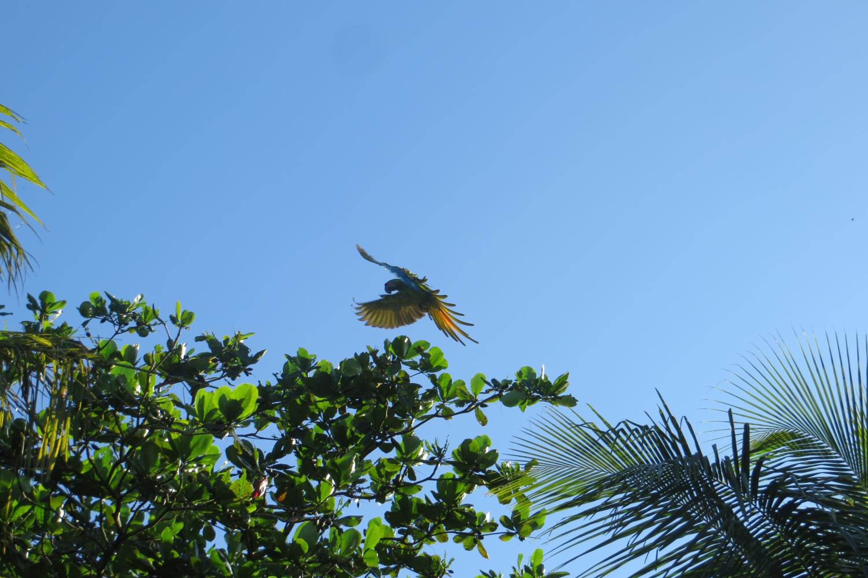 Gecko de Tortuguero