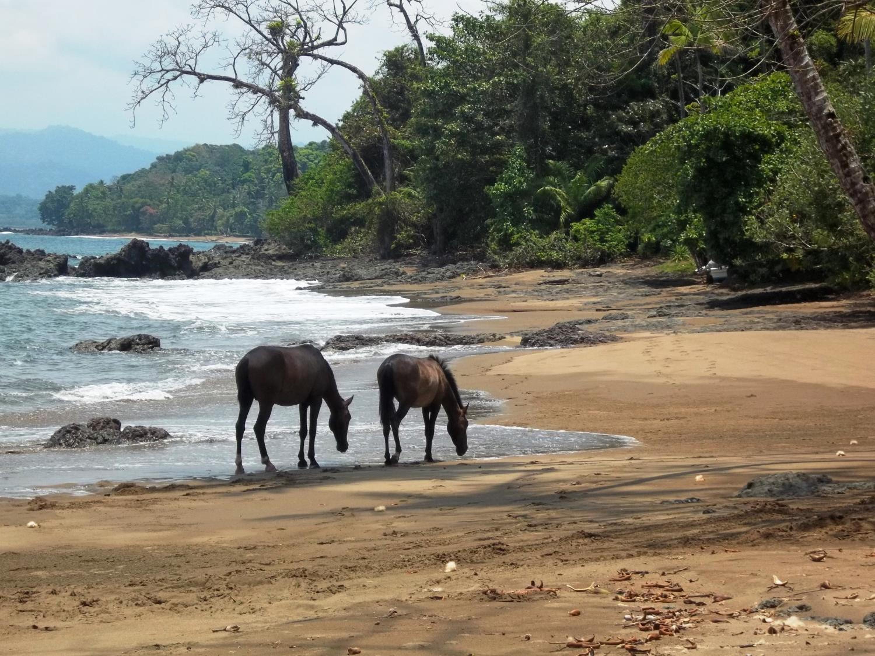 Copa De Arbol Beach & Rainforest Resort
