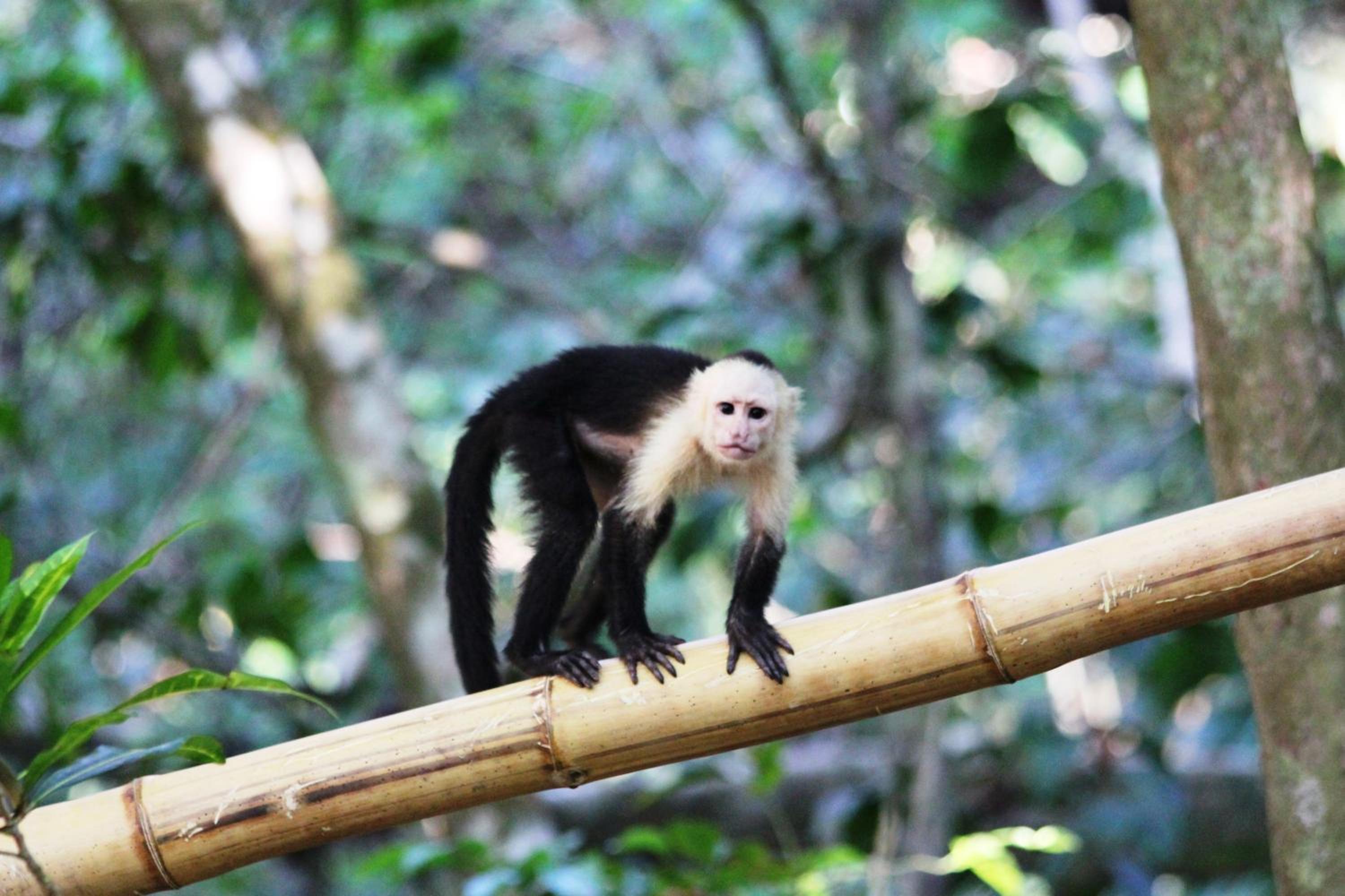 Copa De Arbol Beach & Rainforest Resort