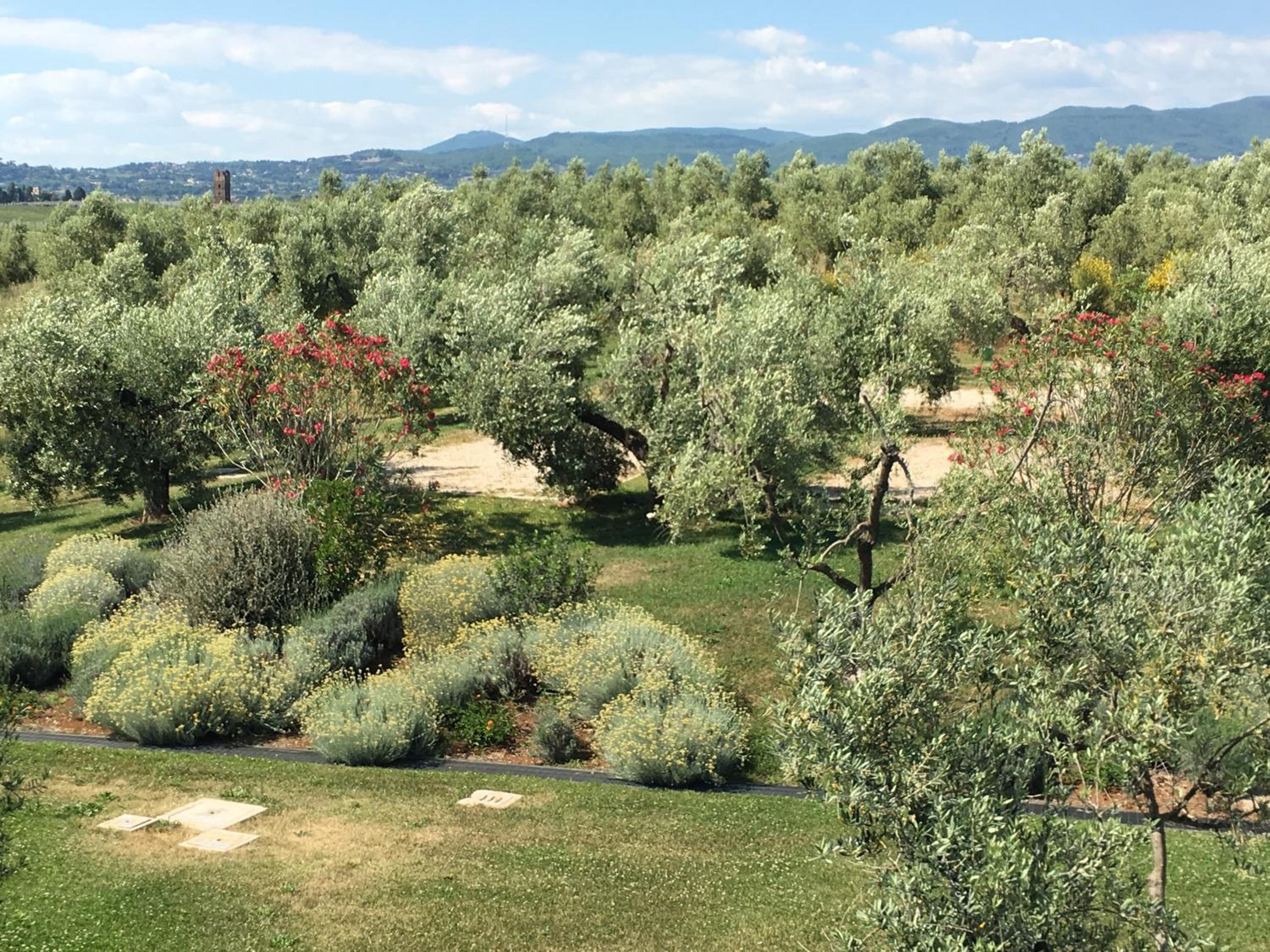 Il Casale degli Ulivi - Agriturismo - TENIMENTI LEONE