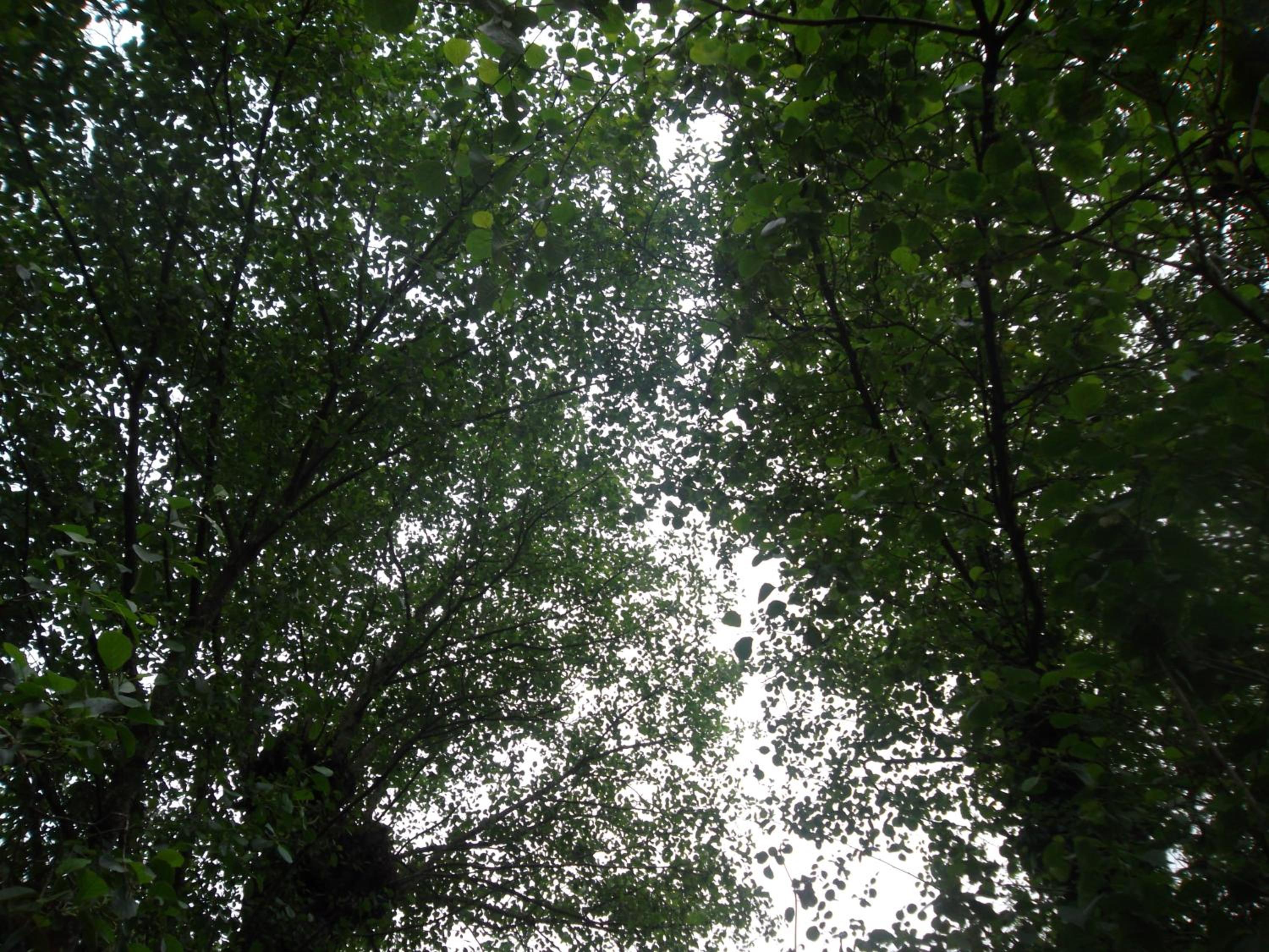 Molinos de Antero