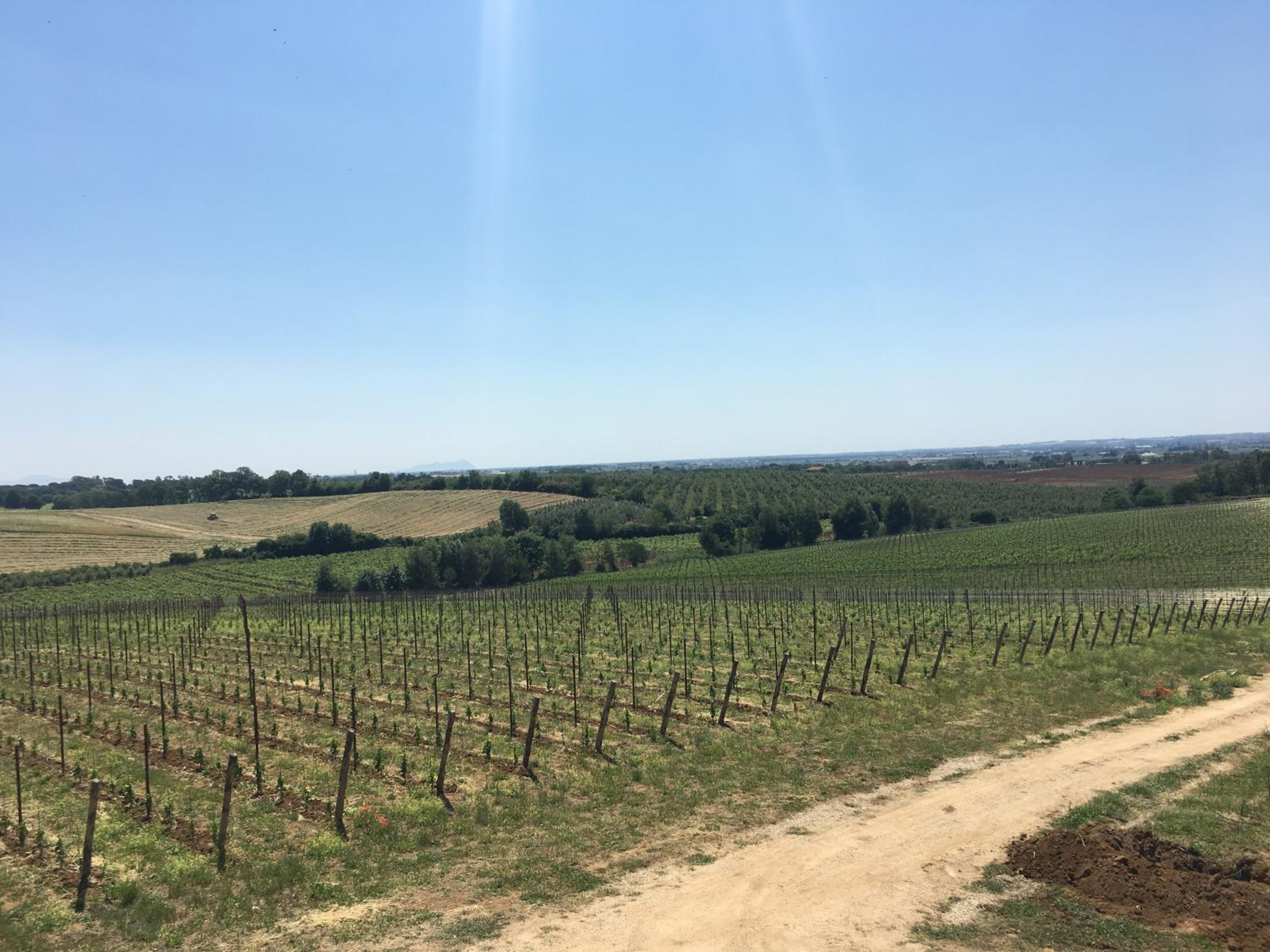 Il Casale degli Ulivi - Agriturismo - TENIMENTI LEONE