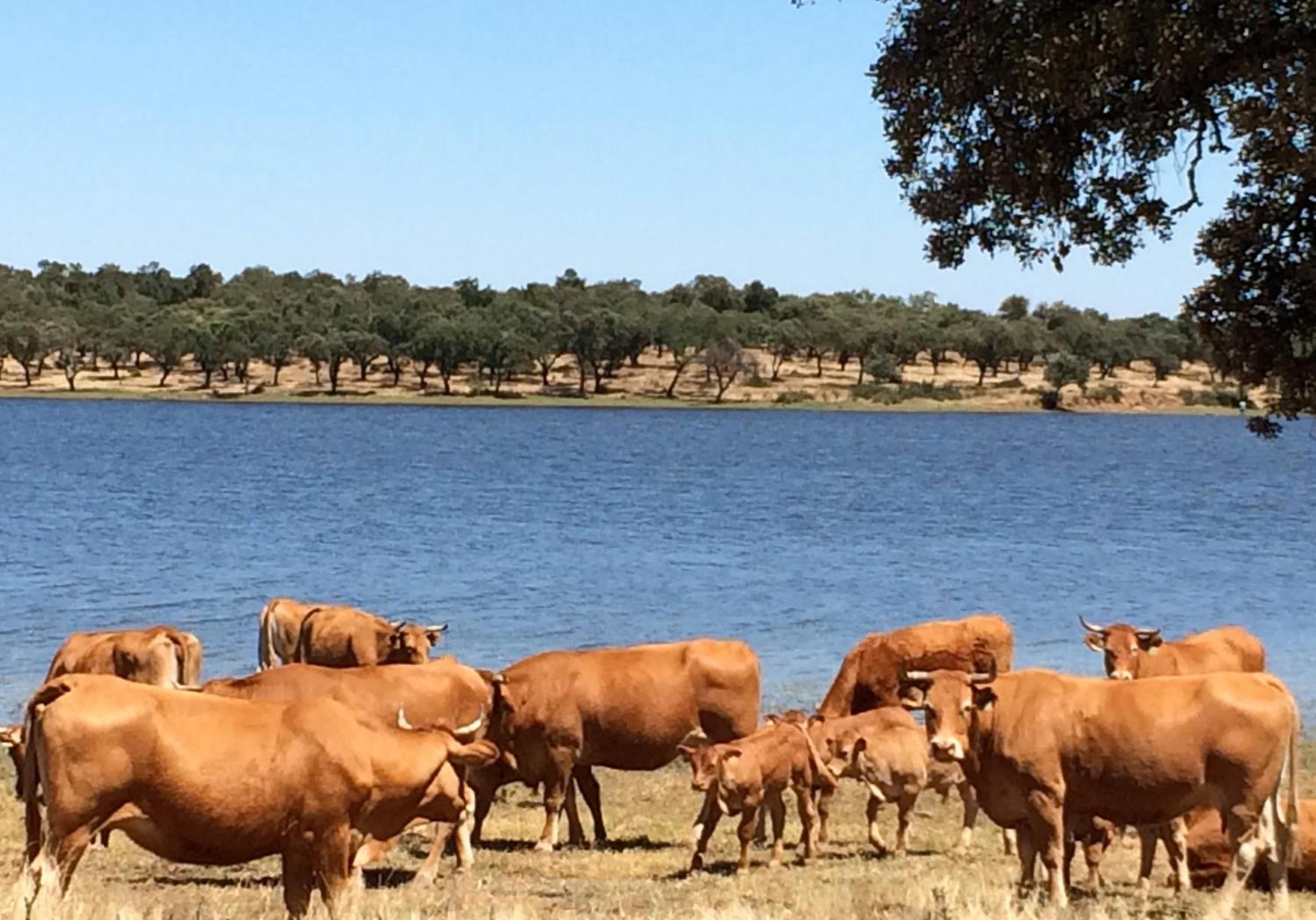 Herdade da Burquilheira Family Retreat view 4