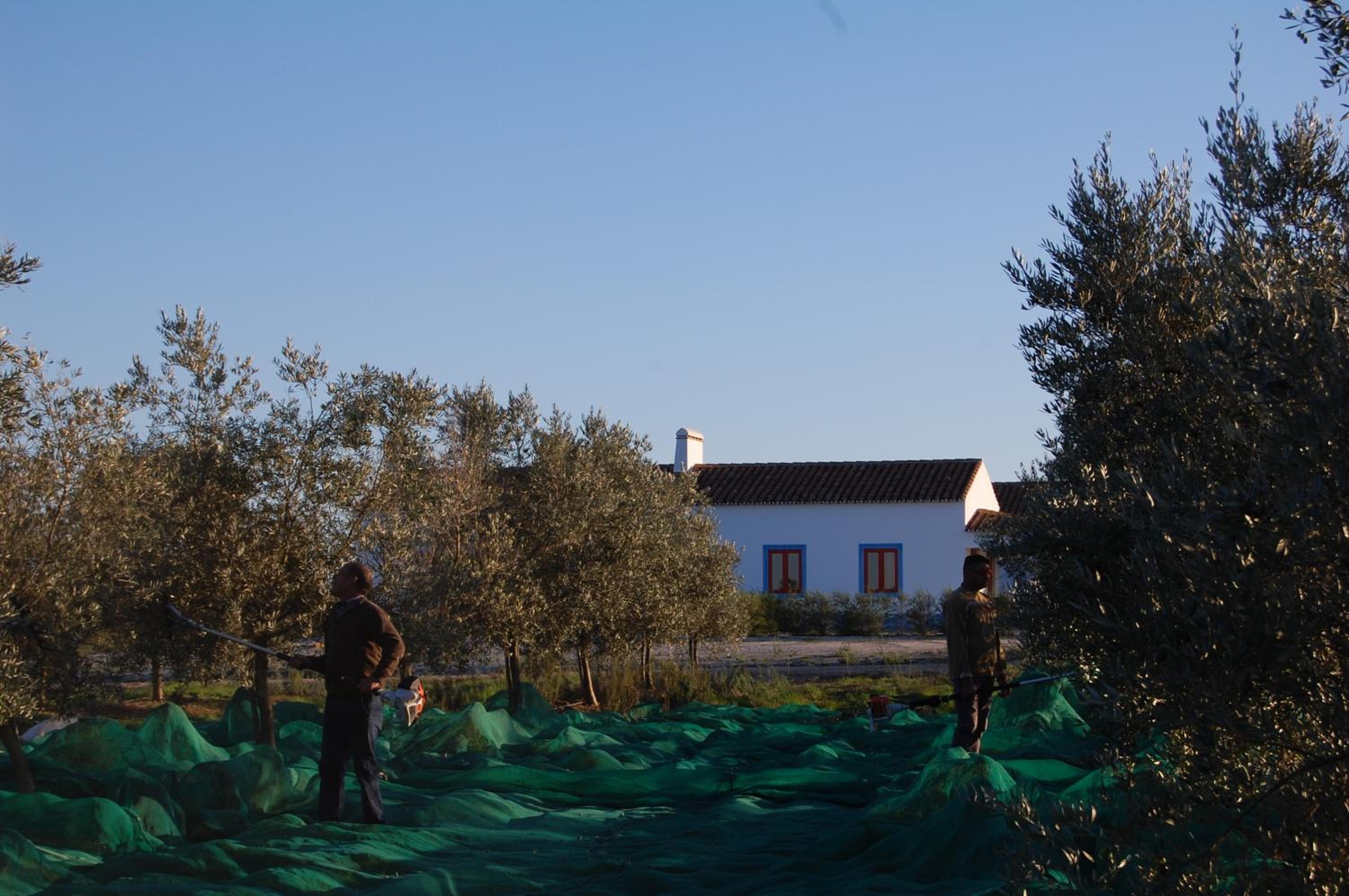 Herdade da Burquilheira Family Retreat view 5