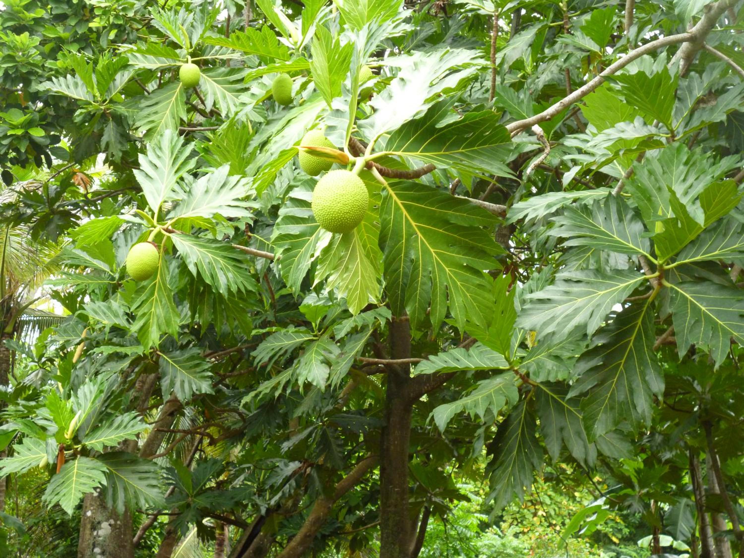 Photo 44