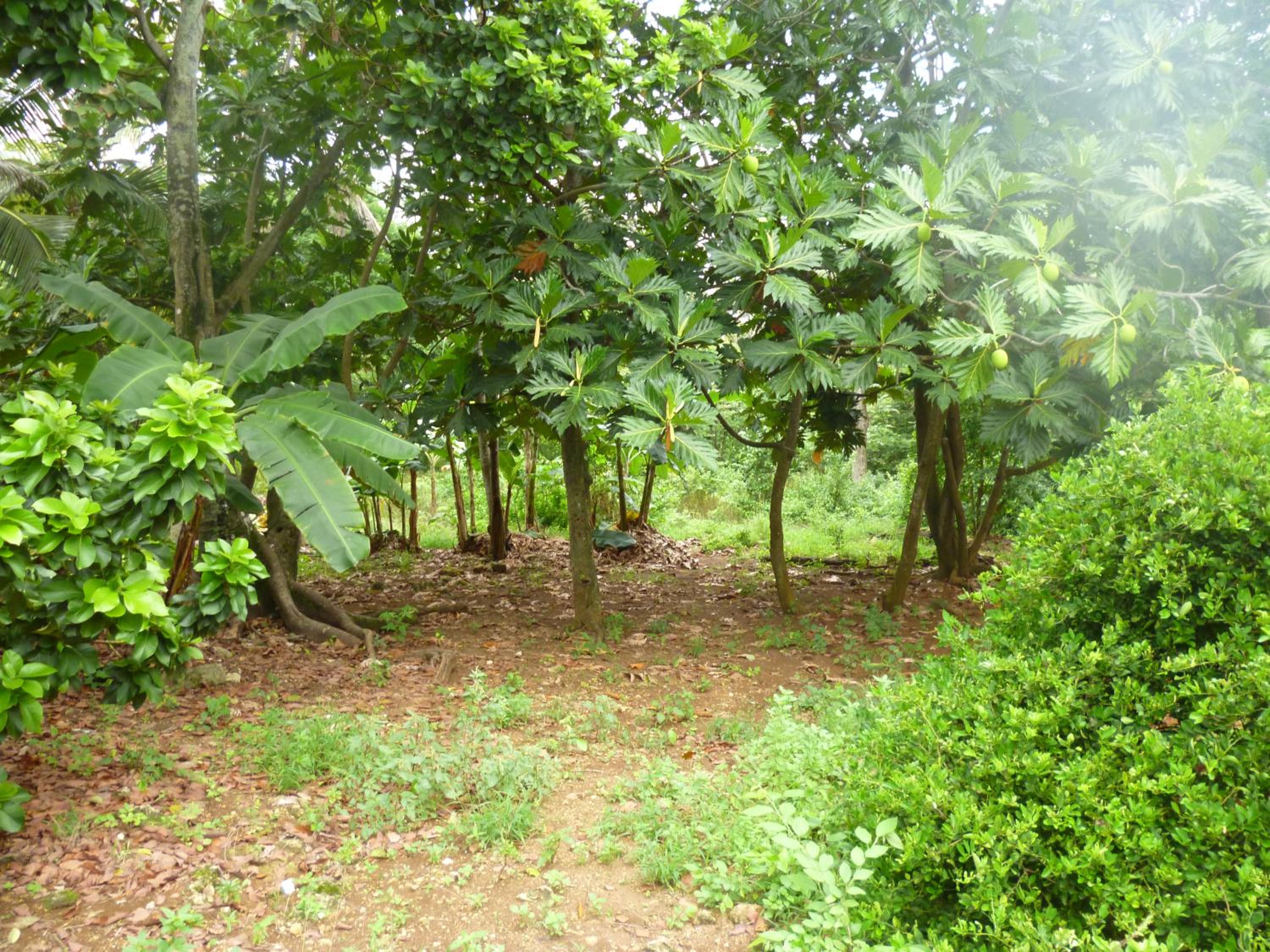 Photo 45