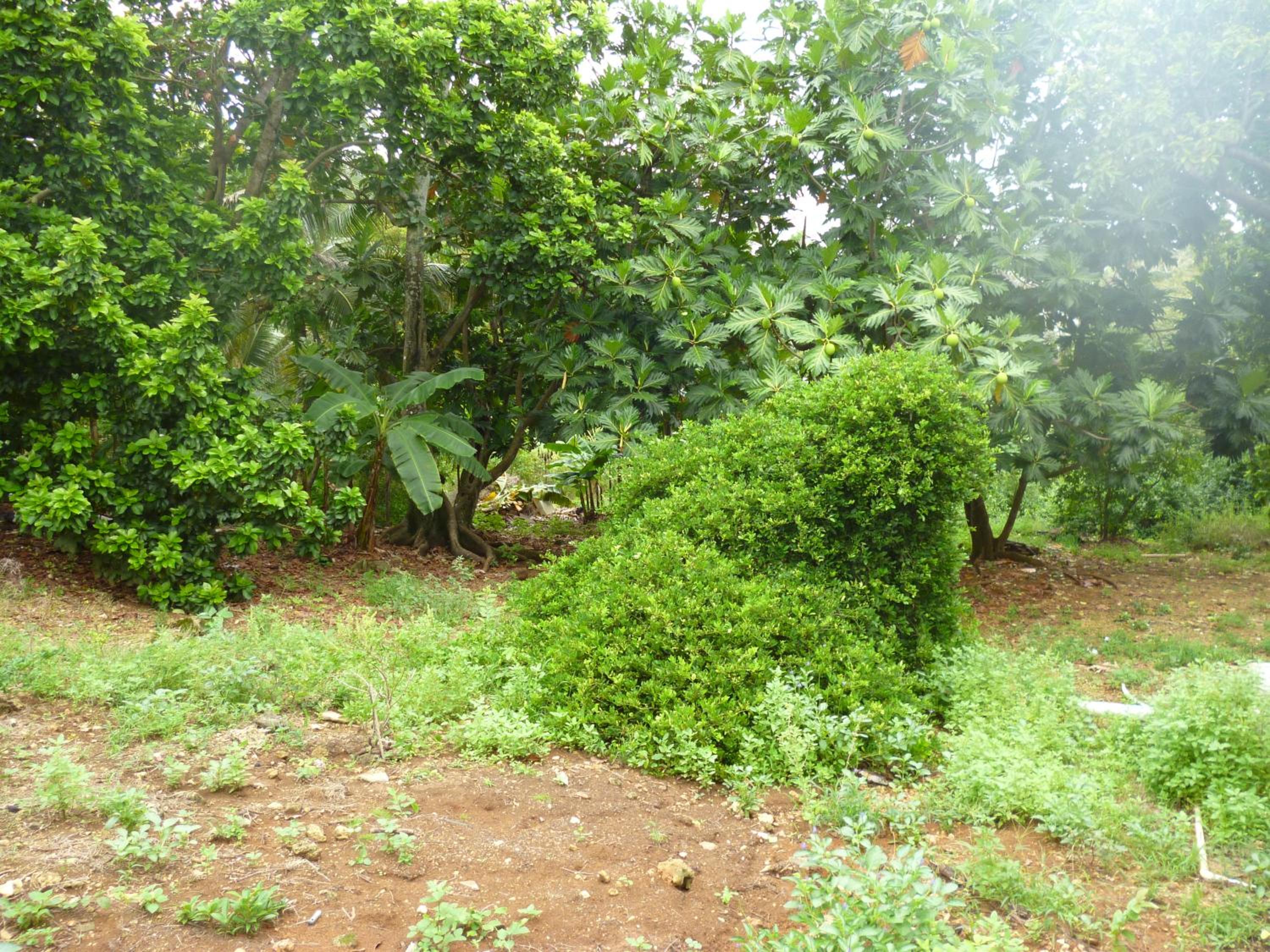 Photo 43