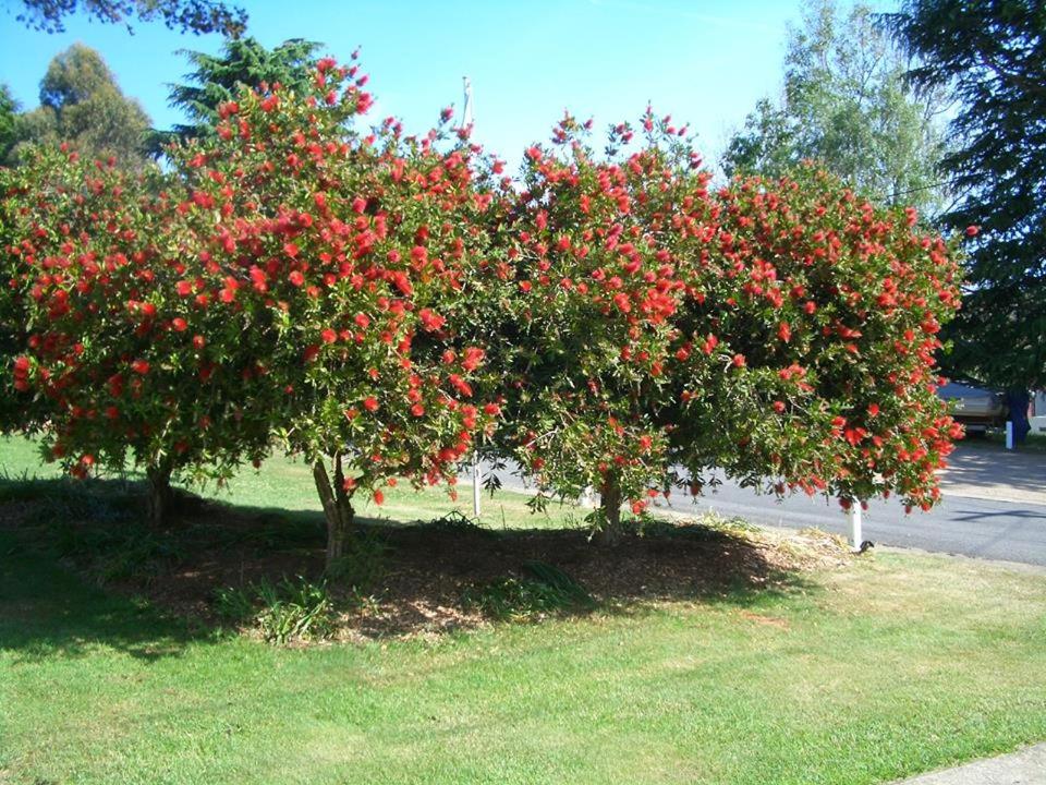 Rainbow Pines Tourist Caravan Park