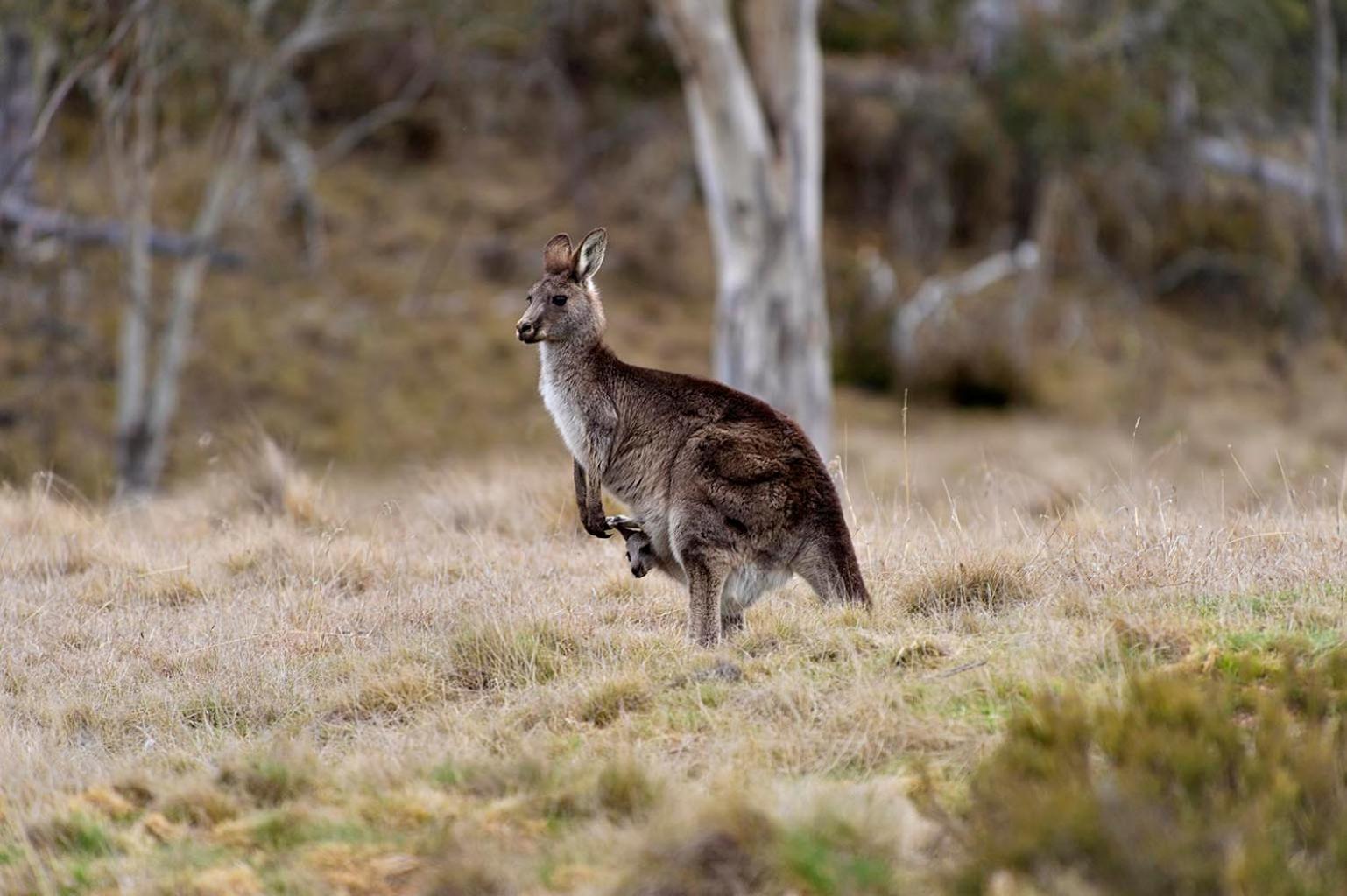 Rainbow Pines Tourist Caravan Park