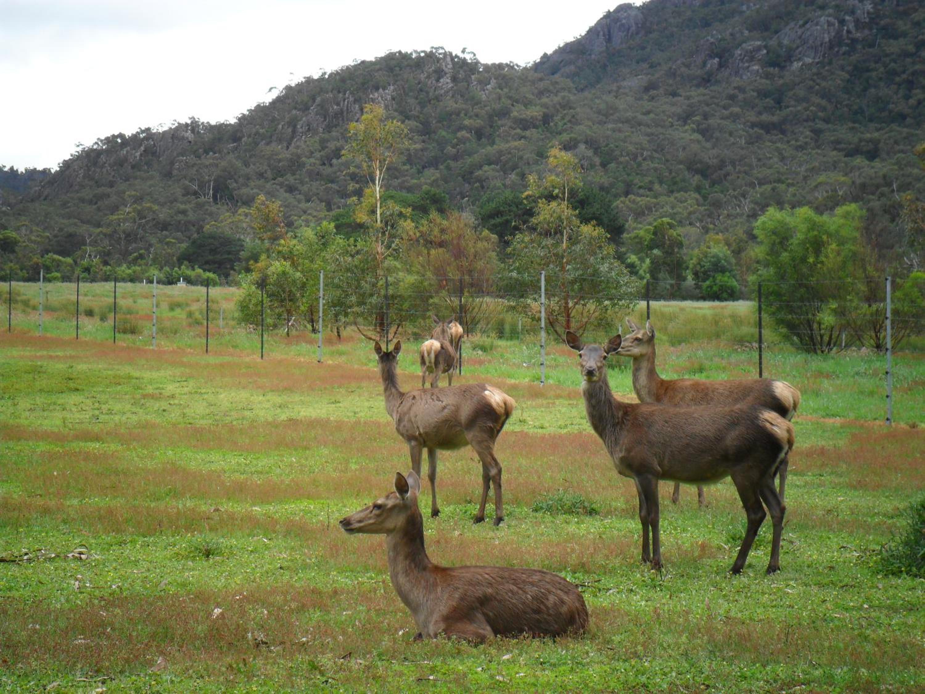 Grampians Chalets