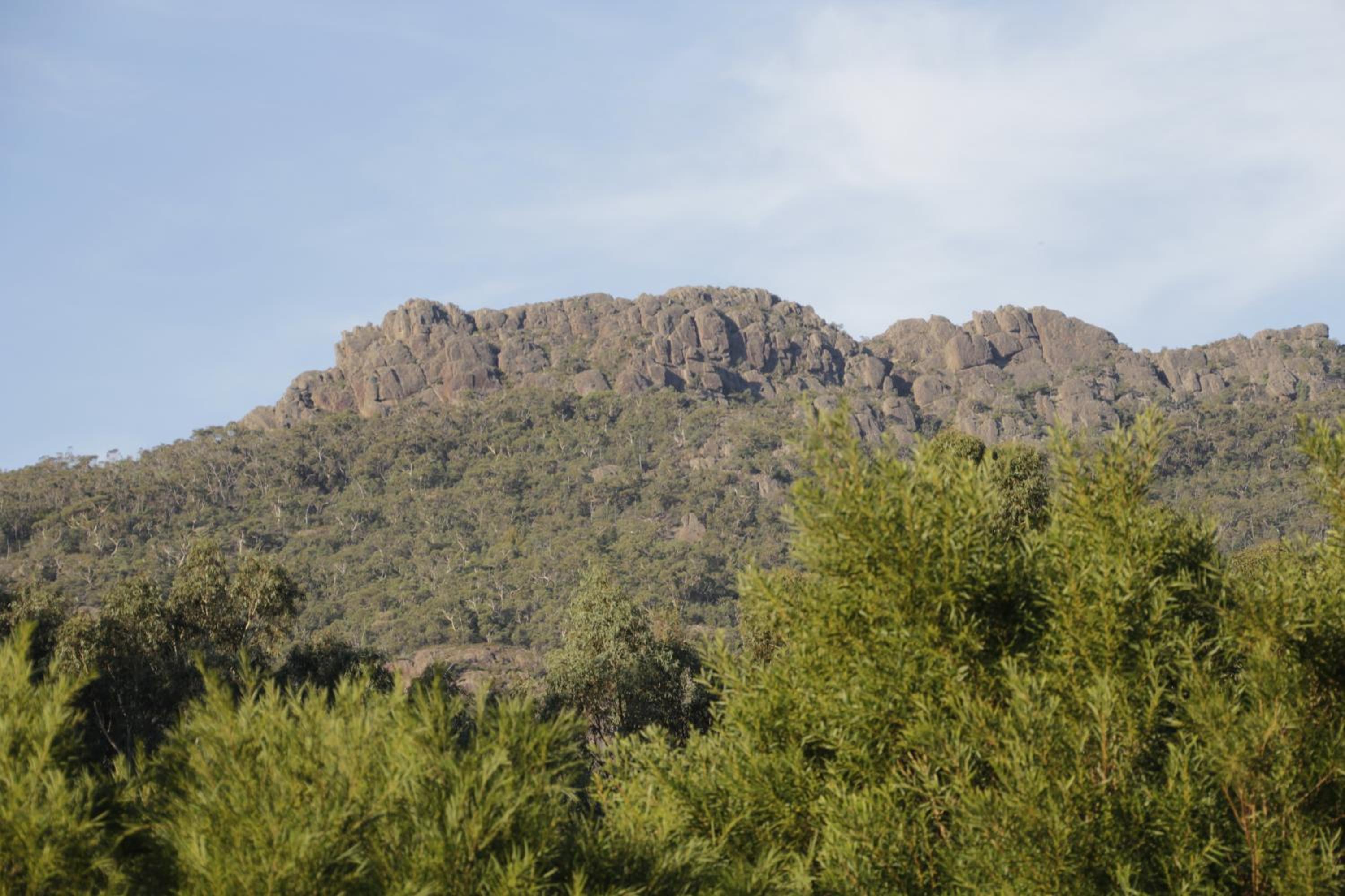 Dacelo