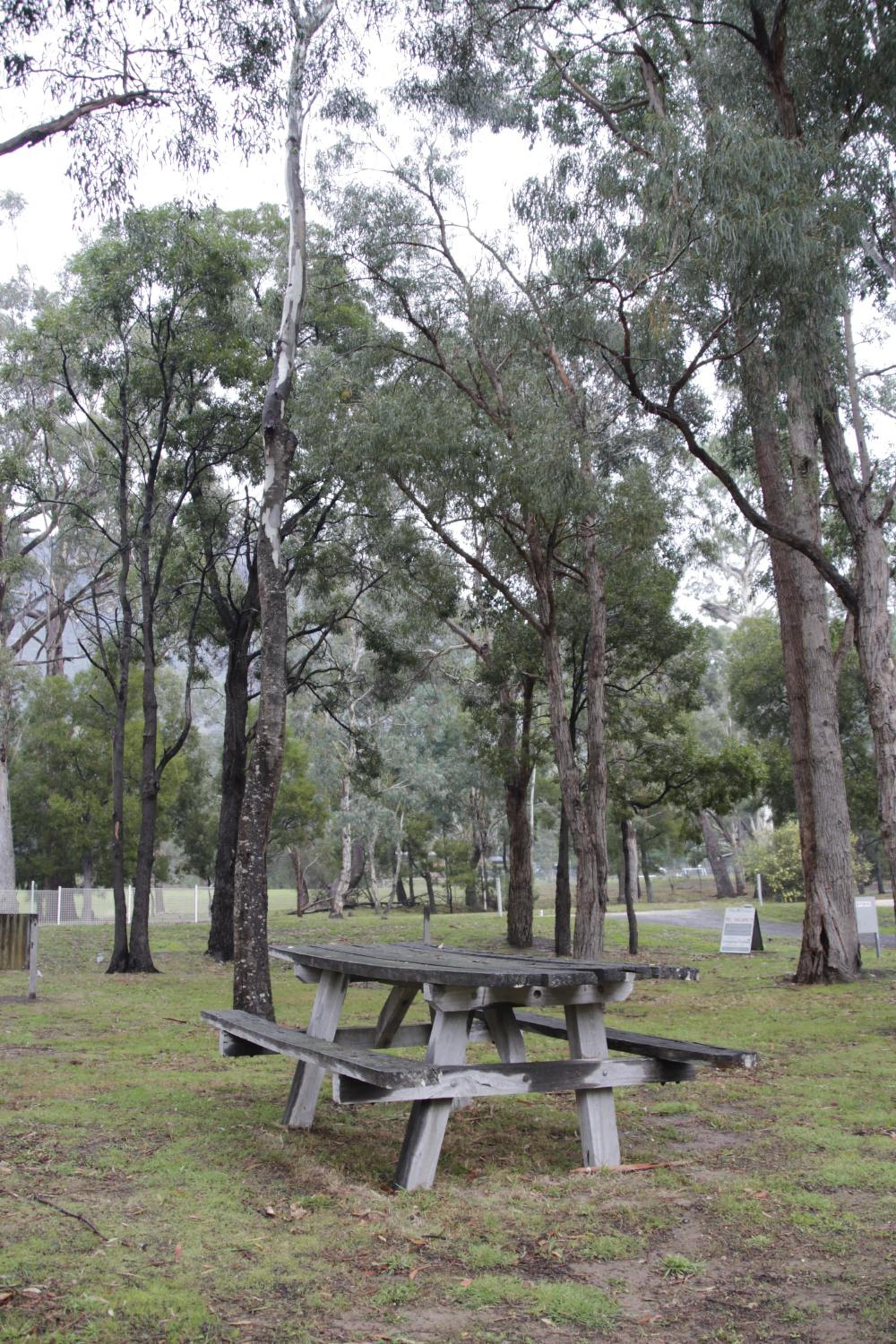 Dacelo