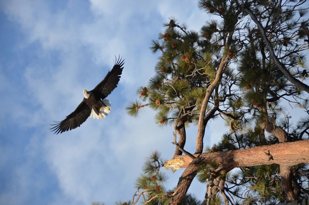 Where Eagles Fly Bed & Breakfast
