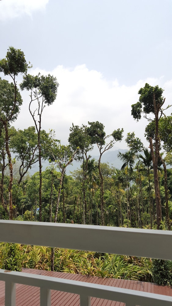 Tree Blanche Munnar