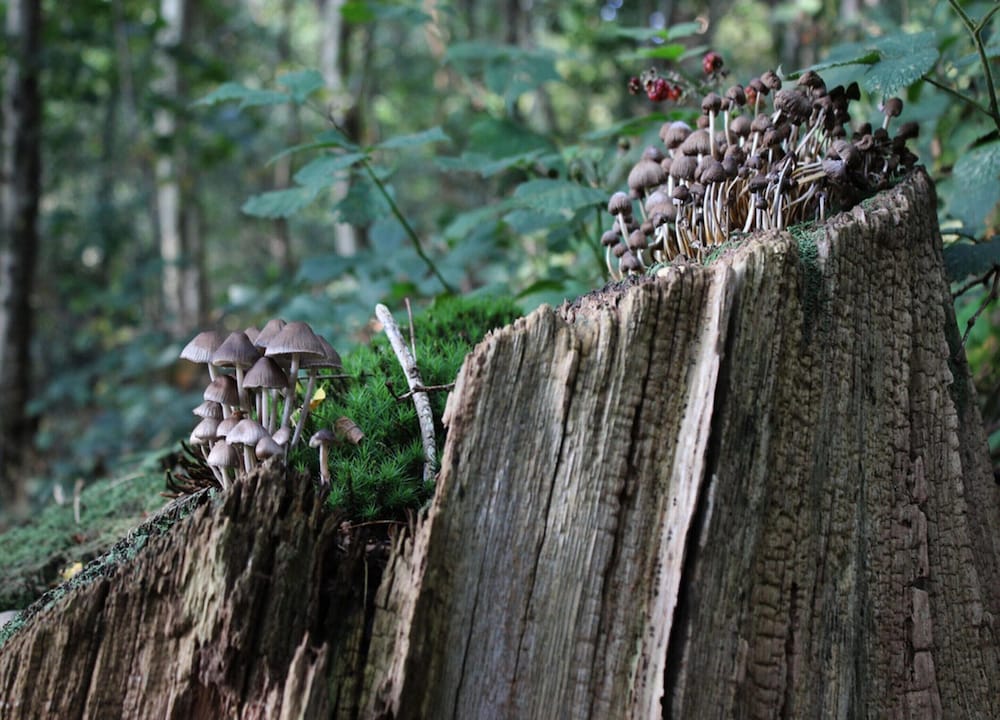 Calming Hideaway in Veluwe