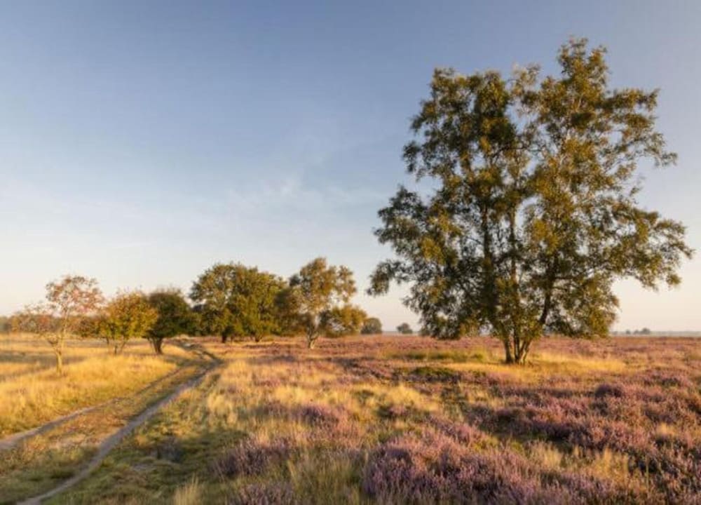 Forest Glamping Near Emmen