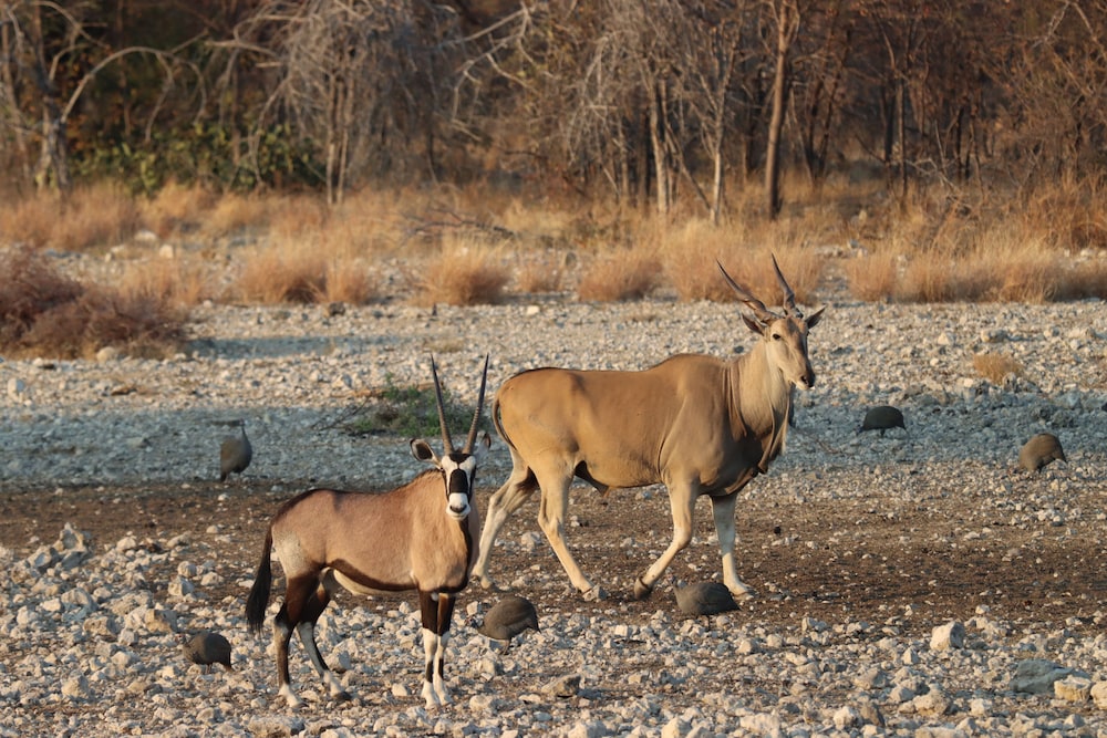 Omukuyu Wildlife Lodge