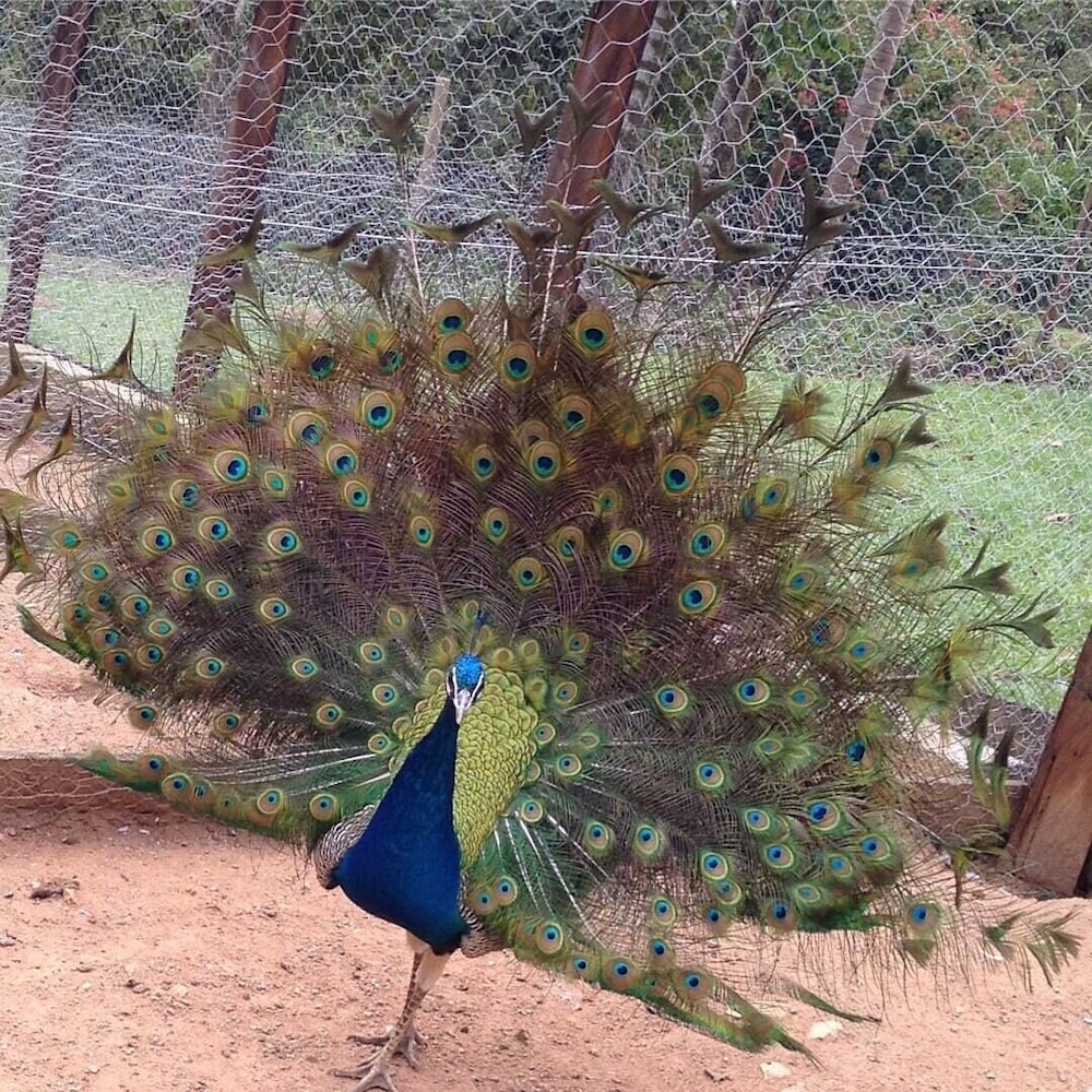 Pousada Campestre Estância São Domingos