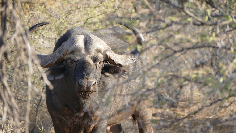 Morokolo Safari Lodge