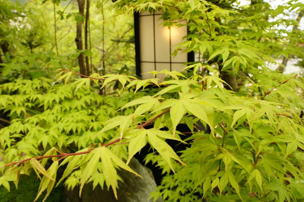 KAKUREAN HIDAJI - Adults Only