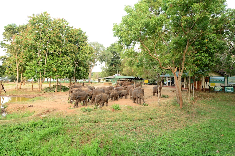 Nil Diya Mankada Safari Lodge