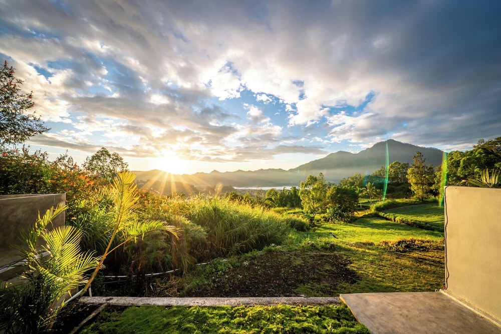 The Jungle Sunrise