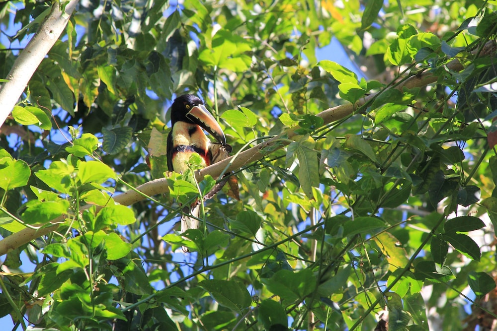 Omega Tours Adventure Company & Eco Jungle Lodge